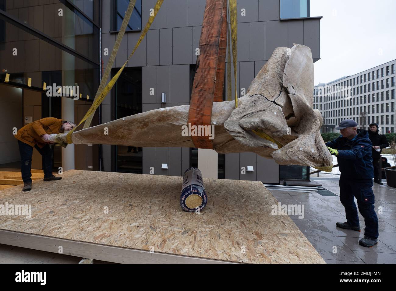 23 January 2023, Lower Saxony, Göttingen: The upper jaw from a sperm whale  skeleton is brought to the science museum "Forum Wissen" of the  Georg-August-University Göttingen. The skull of the skeleton alone