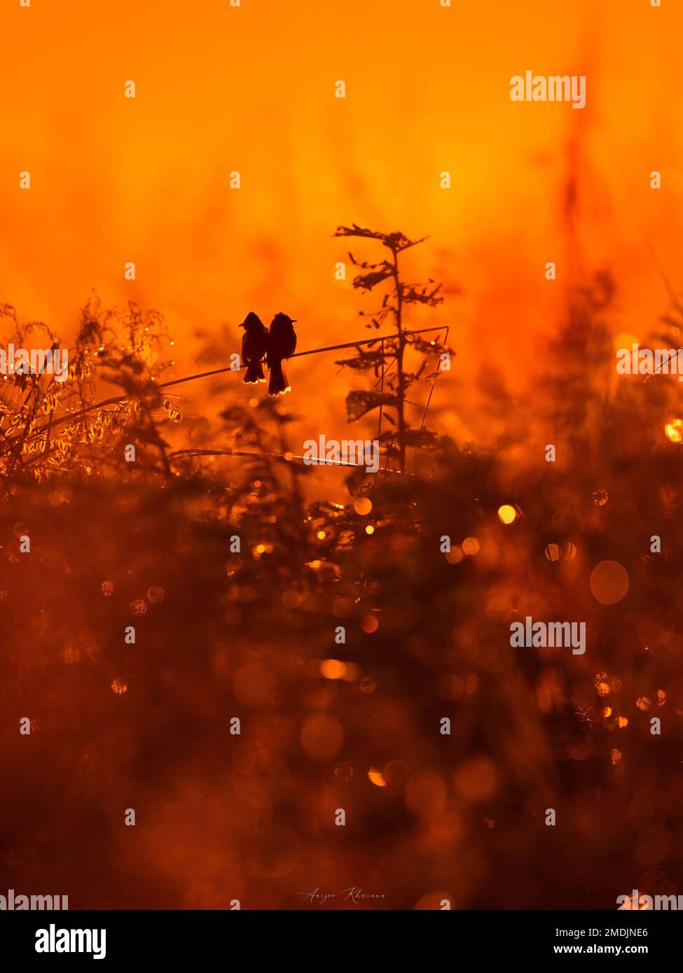 STUNNING images of diverse wildlife have been captured in Rajasthan, India during the golden hour of the day. From an elephant calf to a stunning st Stock Photo