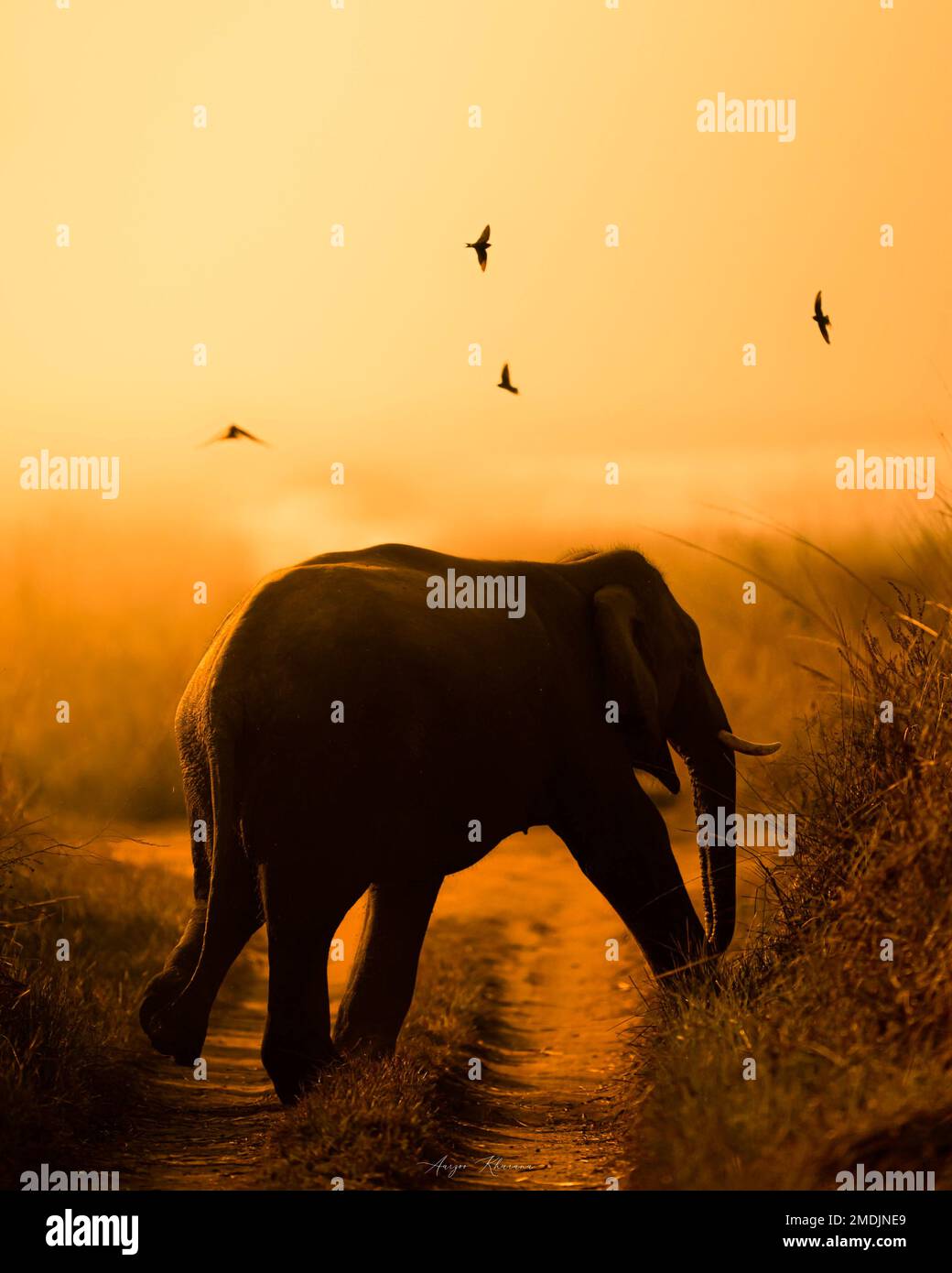 STUNNING images of diverse wildlife have been captured in Rajasthan, India during the golden hour of the day.   From an elephant calf to a stunning st Stock Photo