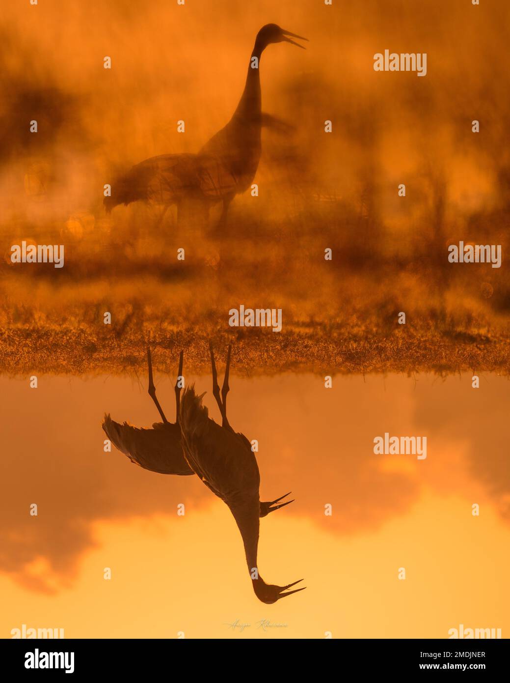 STUNNING images of diverse wildlife have been captured in Rajasthan, India during the golden hour of the day. From an elephant calf to a stunning st Stock Photo