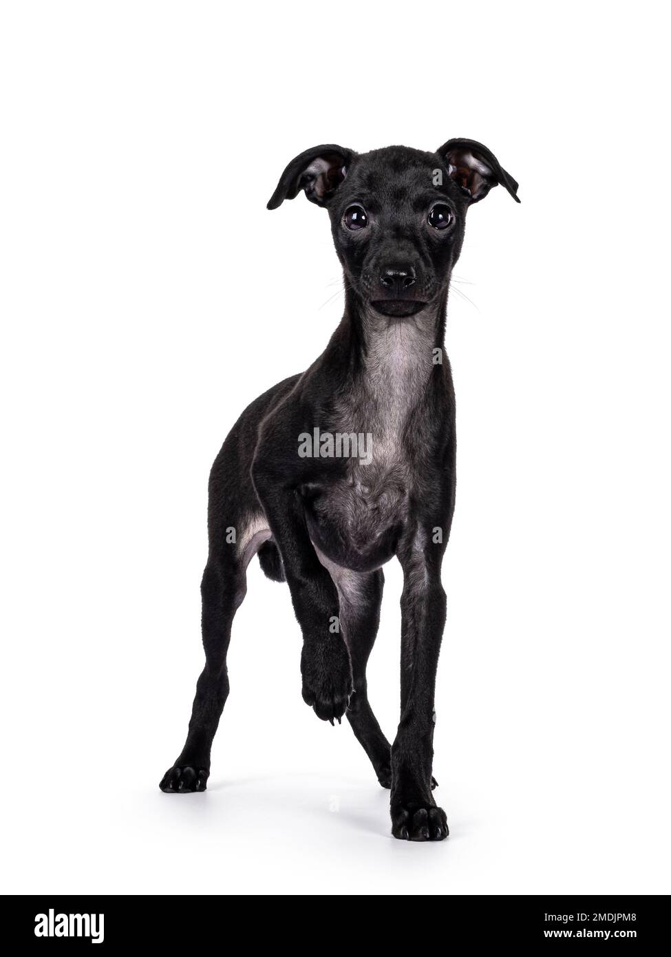 Cute Italian Greyhound aka Italian Sighthound pup, standing facing