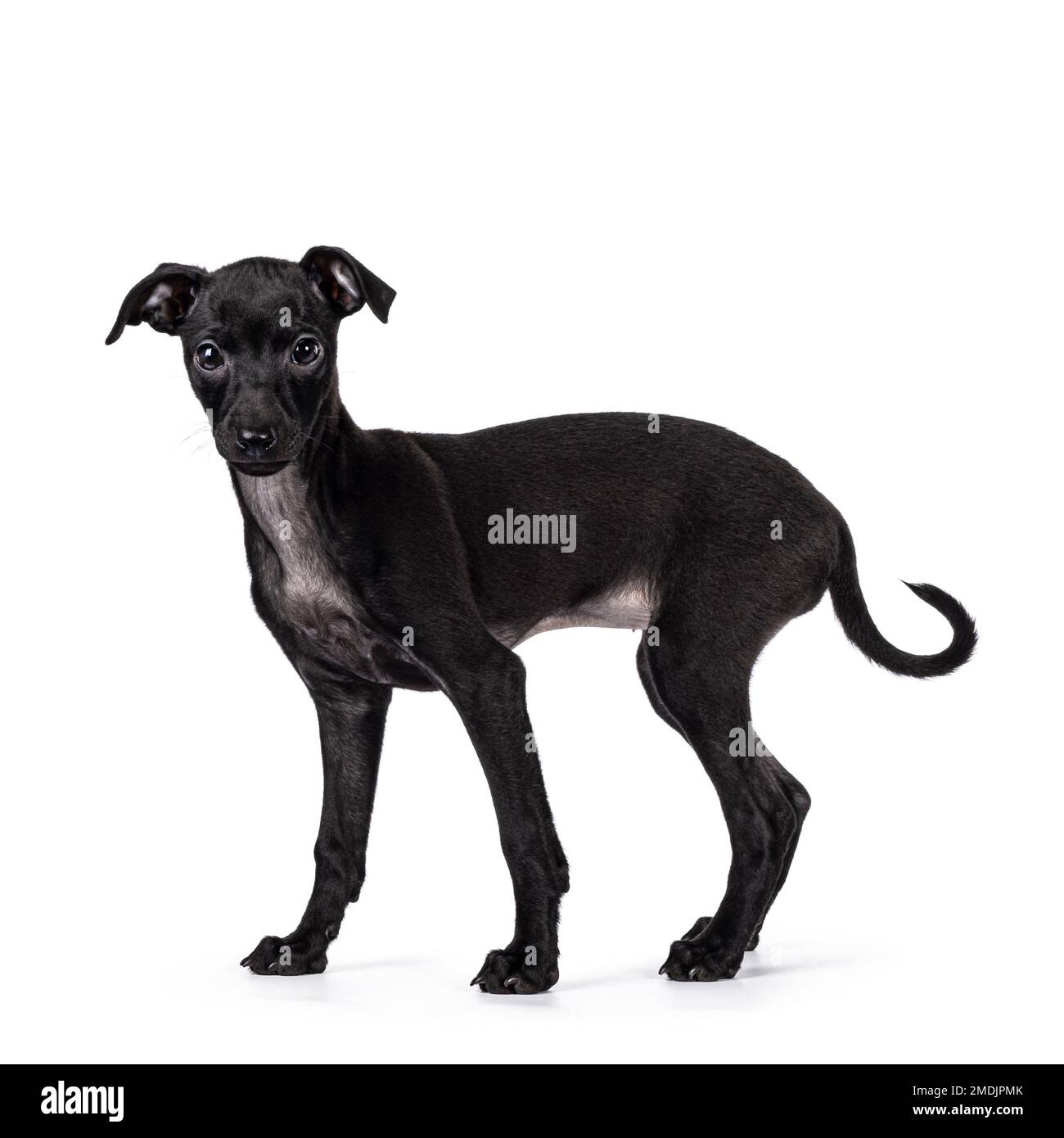 Cute Italian Greyhound aka Italian Sighthound pup, standing side ways