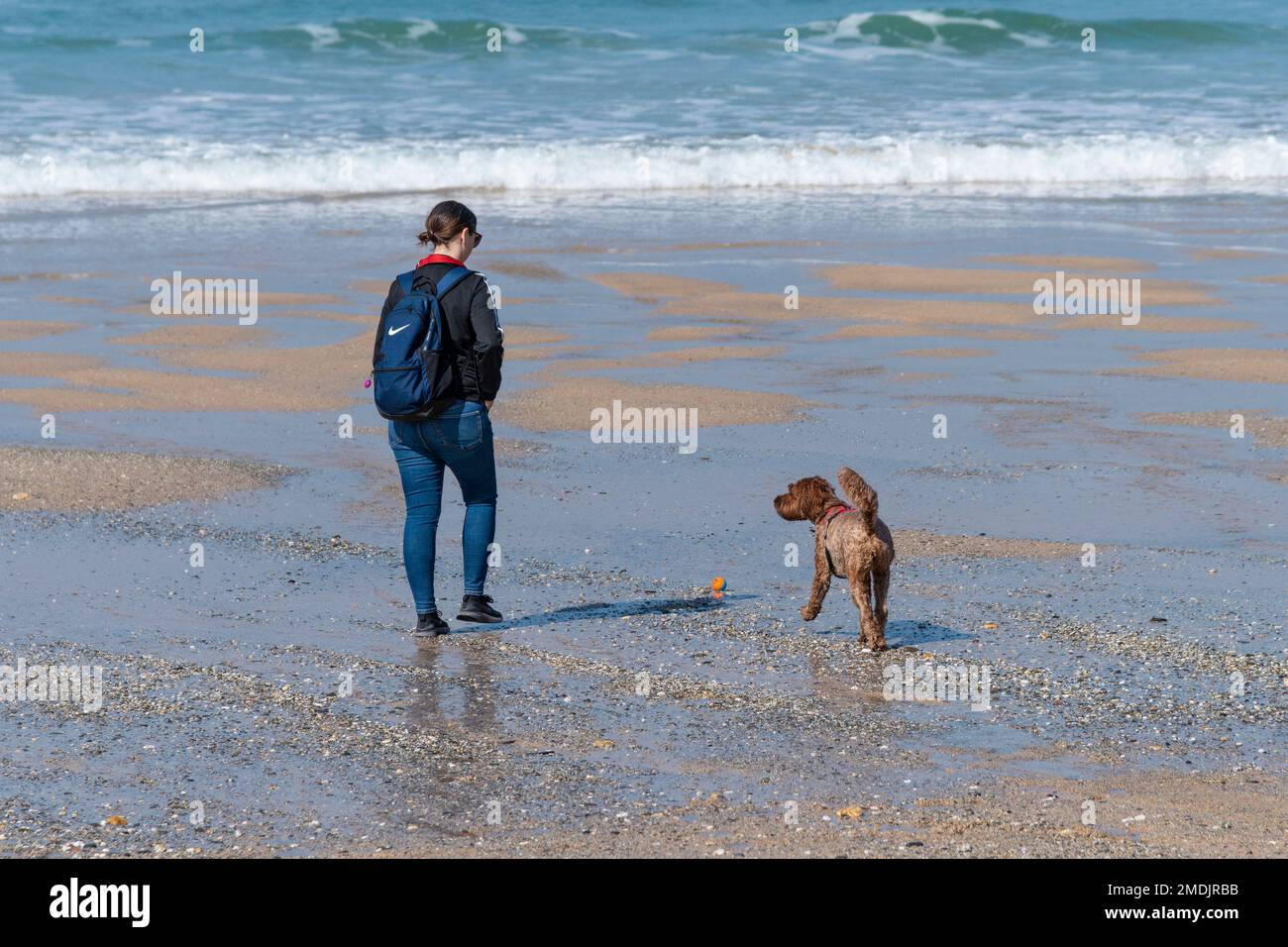A female dog walker playing with her pet dog on the dog friendly Fistral Beach in Newquay in Cornwall in the UK. Stock Photo