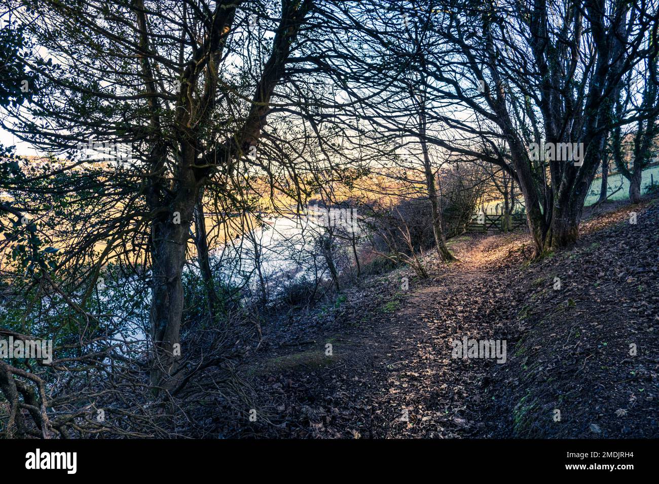 A footpath through woodland overlooking the Gannel River in Newquay in Cornwall in the UK. Stock Photo