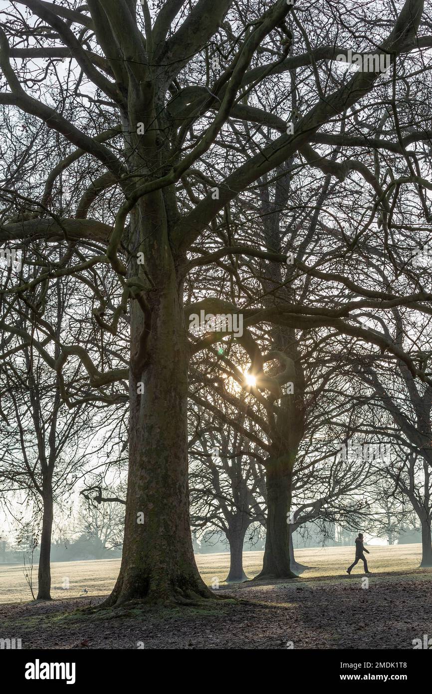Northampton, UK. 23rd January 2023. A Cold frosty morning in Abington Park with people out walking their dogs, well   wrapped up against the cold weather. Credit: Keith J Smith./Alamy Live News Stock Photo