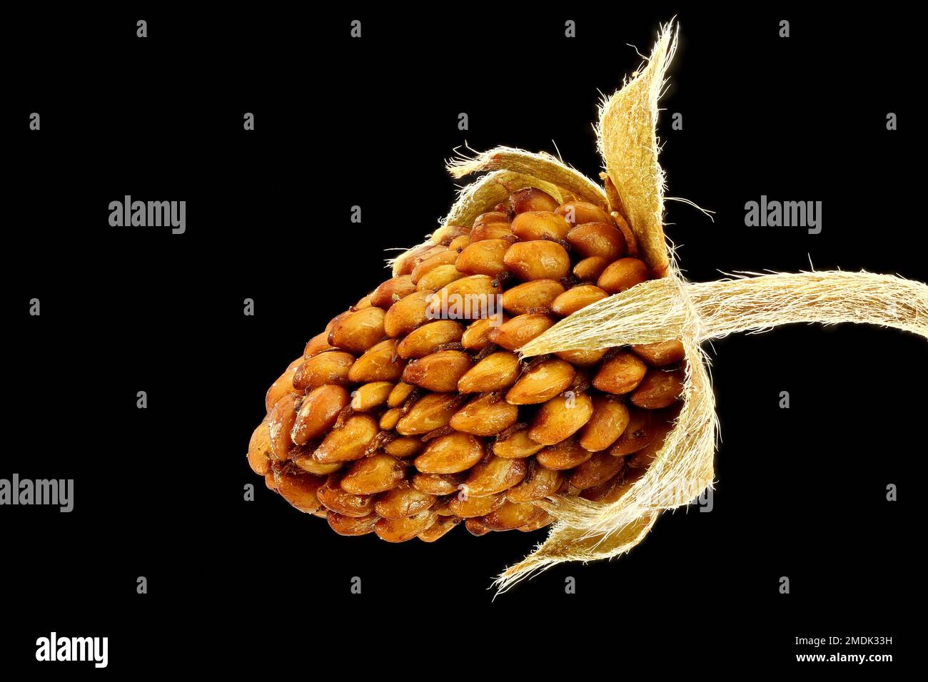Strawberry seeds up close hi-res stock photography and images - Alamy