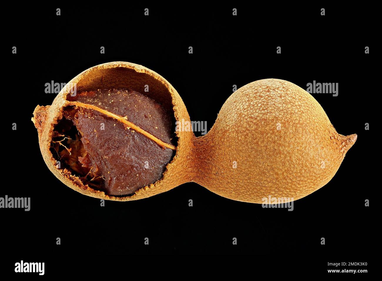 Tamarindus indica, Tamarind, Tamarindenbaum, close up, fruit Stock