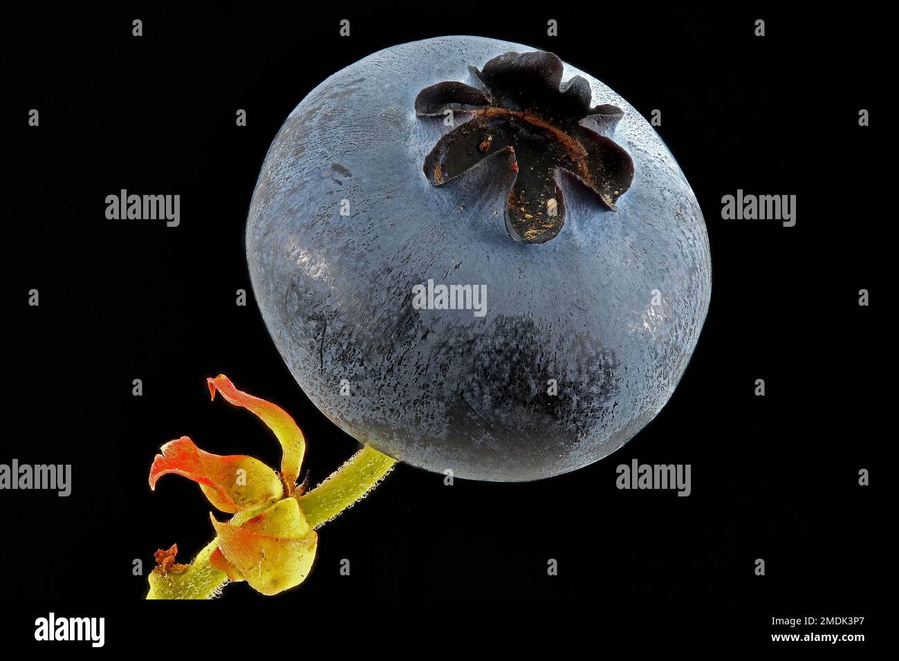 Vaccinium corymbosum, Northern highbush blueberry, Amerikanische Heidelbeere, close up, fruit, berry Stock Photo