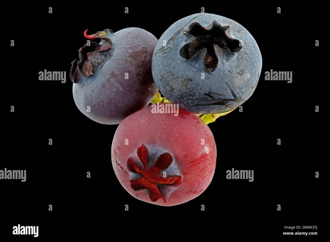 Vaccinium corymbosum, Northern highbush blueberry, Amerikanische Heidelbeere, close up, fruits, berries Stock Photo