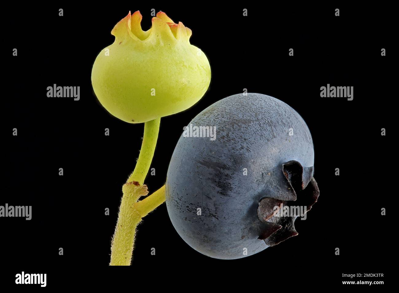 Vaccinium corymbosum, Northern highbush blueberry, Amerikanische Heidelbeere, close up, fruits, berries Stock Photo