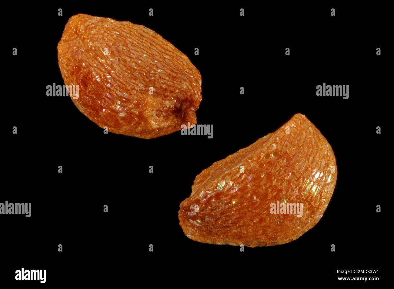 Vaccinium corymbosum, Northern highbush blueberry, Amerikanische Heidelbeere, close up, seeds, 1 mm long Stock Photo