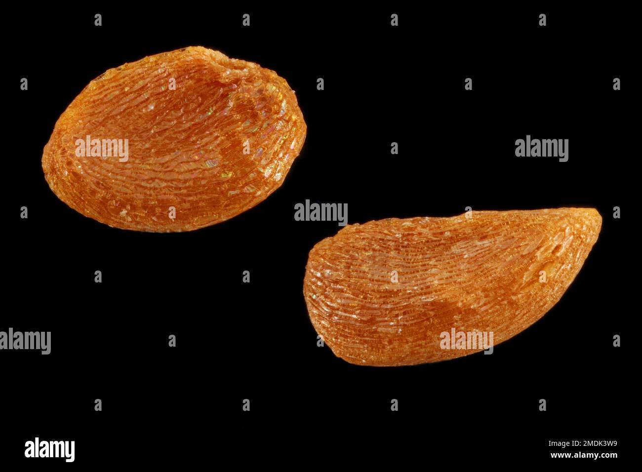 Vaccinium corymbosum, Northern highbush blueberry, Amerikanische Heidelbeere, close up, seeds, 1 mm long Stock Photo