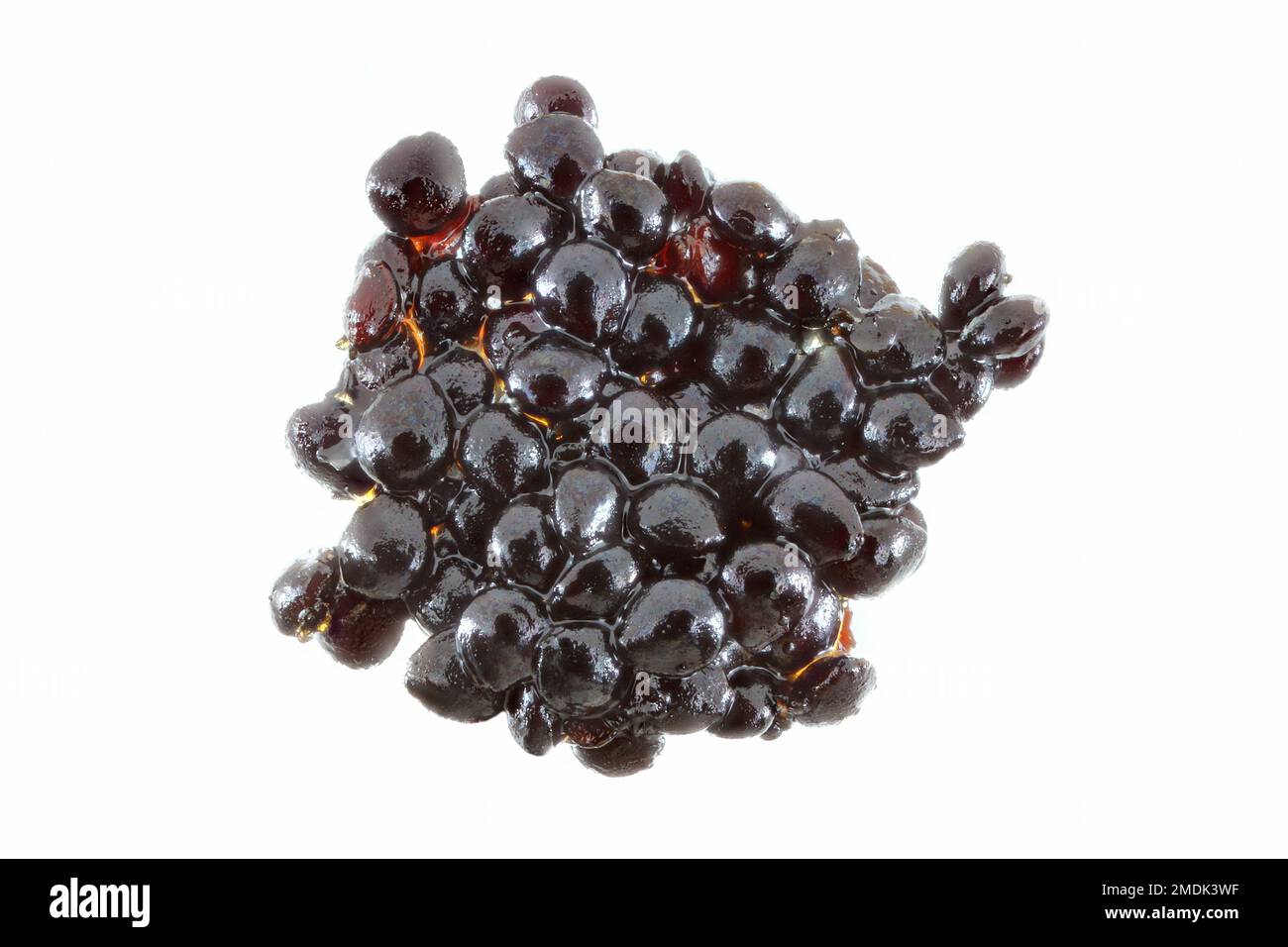 Vanilla planifolia, Vanilla, Vanille, close up, seeds Stock Photo