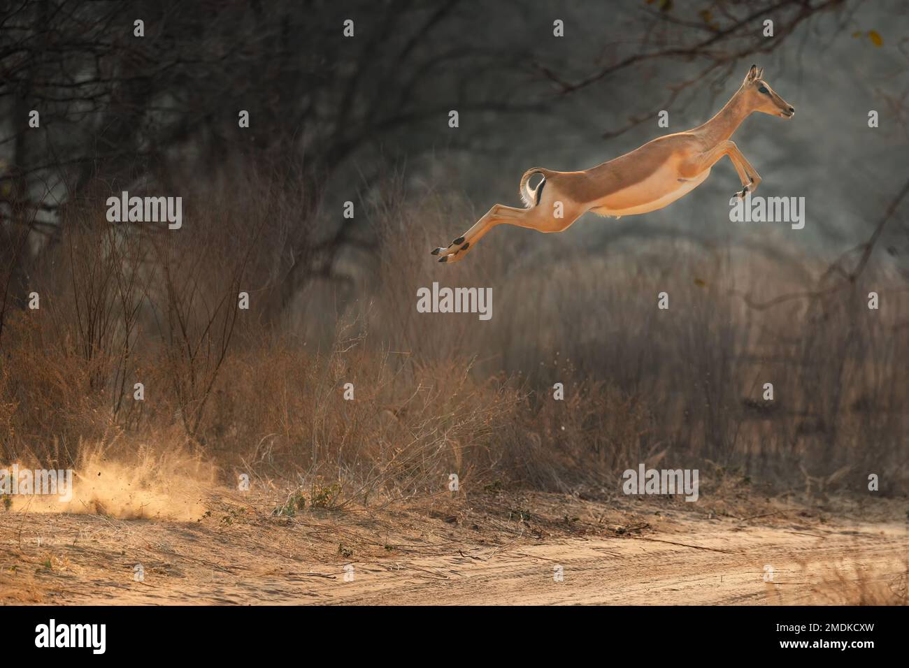 A female impala makes a mighty leap in the air and also in the distance - Mana Pools National Park, Zimbabwe, Africa. Stock Photo