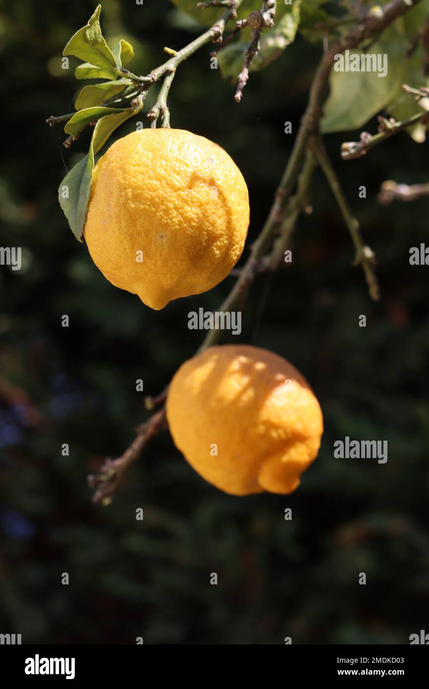 Lemon tree branches hires stock photography and images Alamy