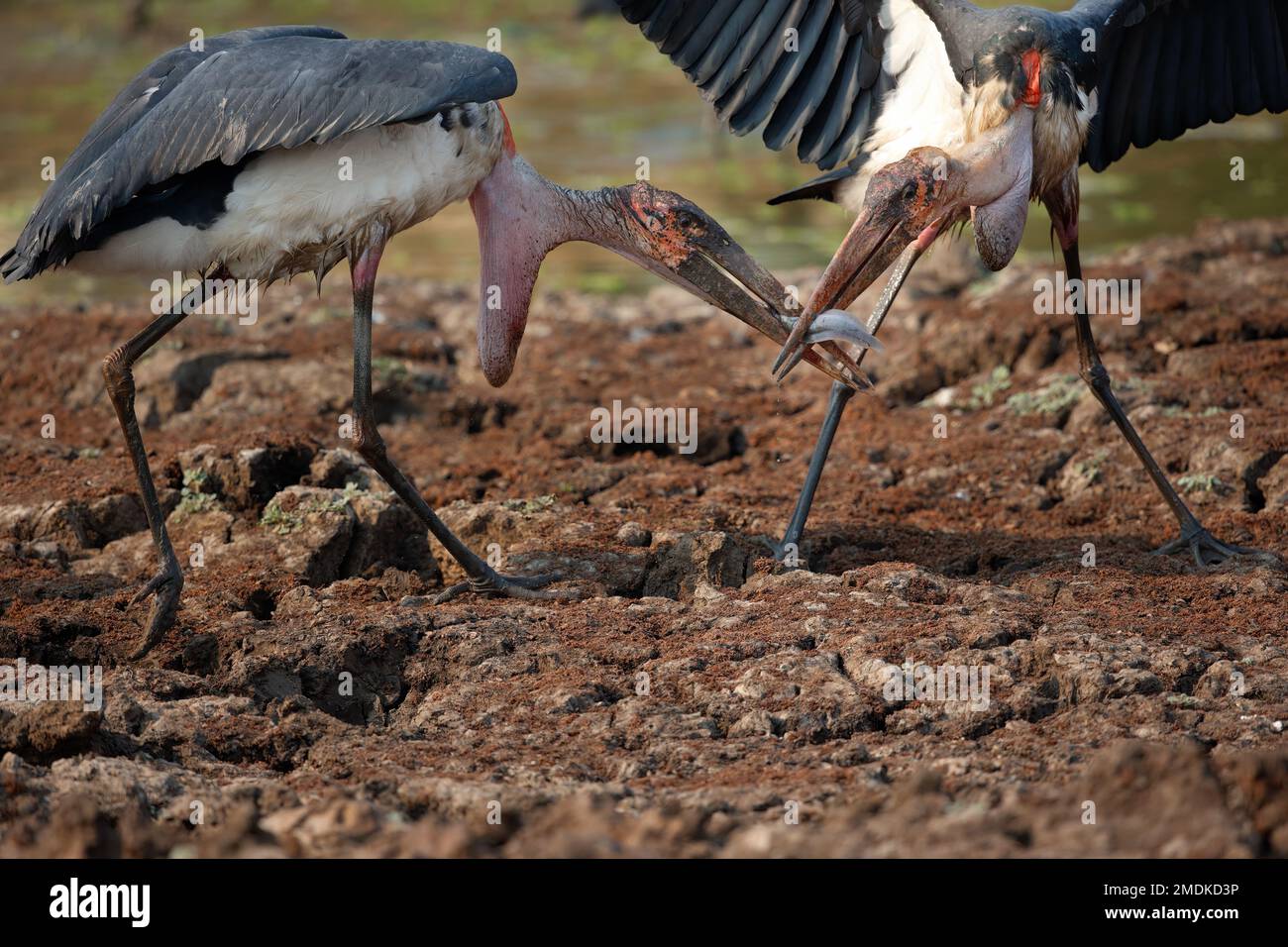 Marabou storks (Leptoptilos crumeniferus) fighting for a fish, catfish - Mana Pools National Park, Zimababwe, Southern Africa, Africa Stock Photo