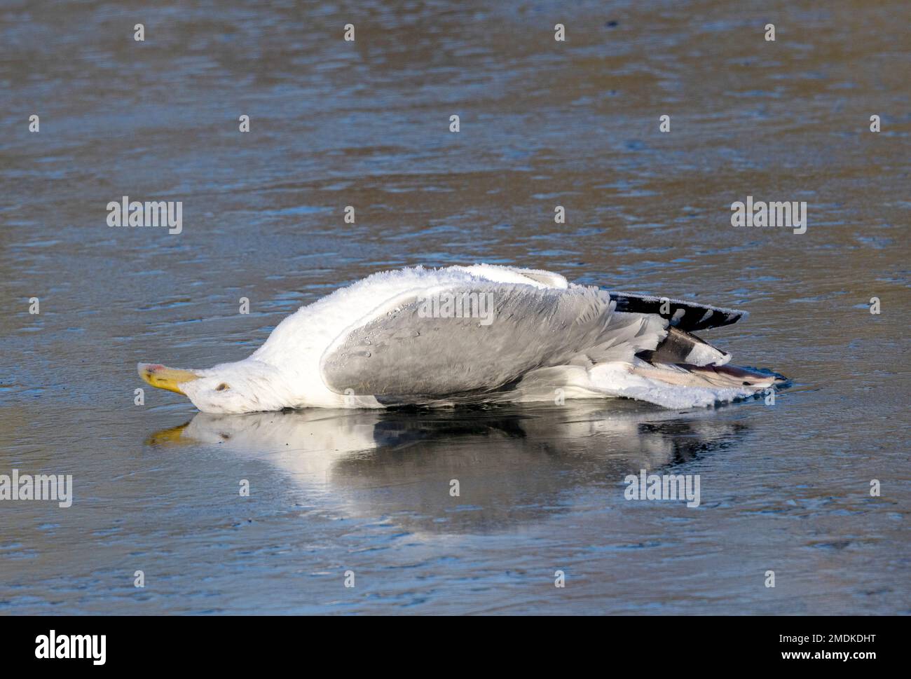 Bird Flu might kill directly but also kills by weakening resilience especially in cold winter spells. Here a mature Herring Gull has succumbed Stock Photo