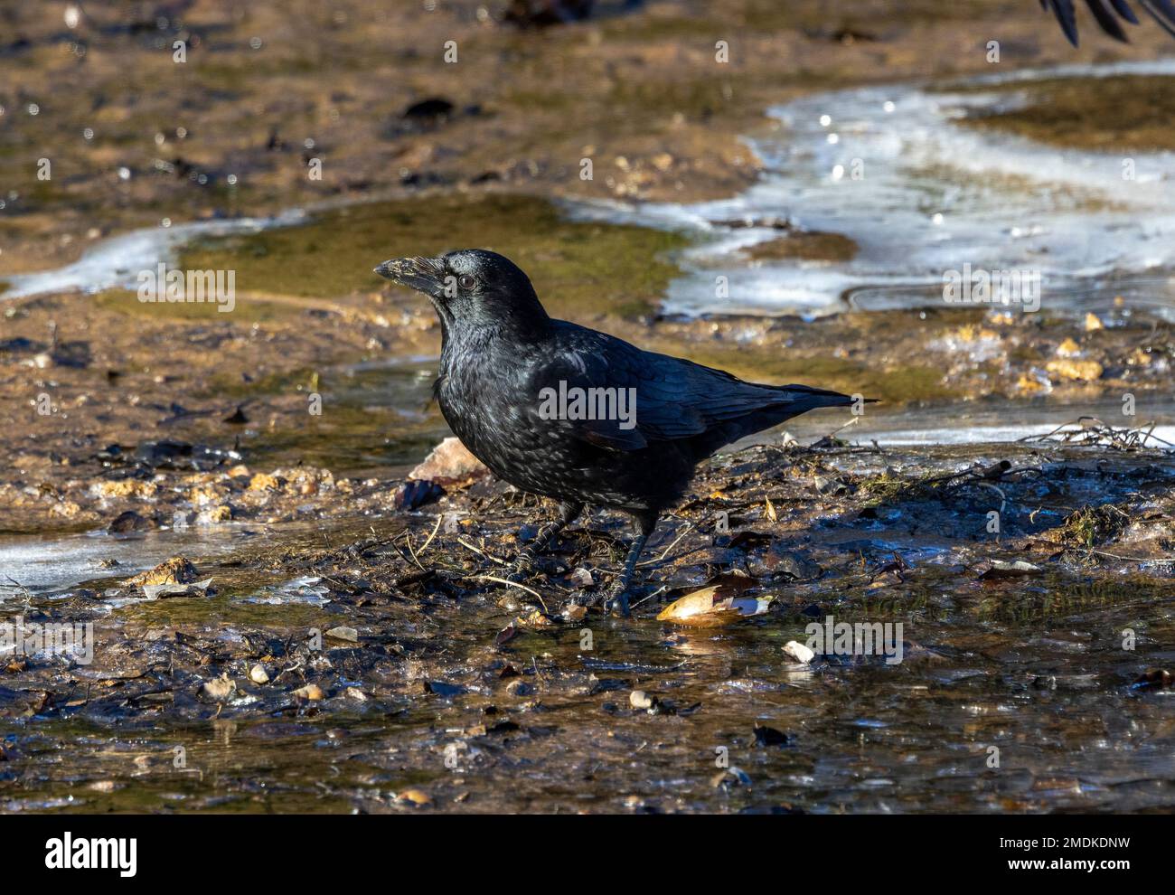 A Carrion Crow scavenges from the fringes of a frozen pond. These intelligent birds are quick to exploit any circumstances that will provide food. Stock Photo