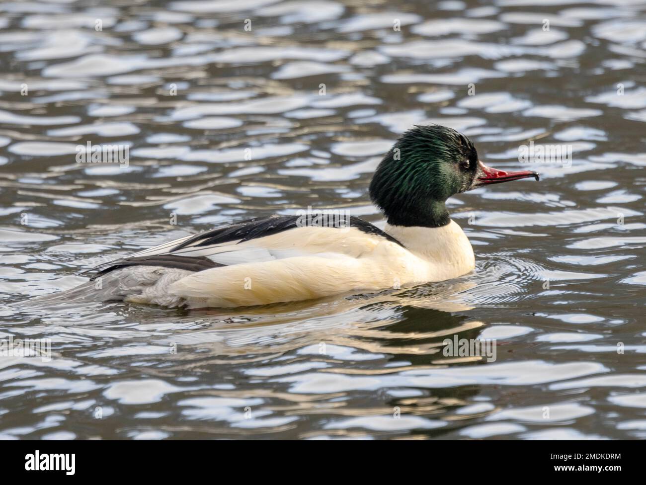 The male Goosander has a metallic green head. They dive for food and small groups often hunt co-operatively. Palearctic birds often over-winter Stock Photo