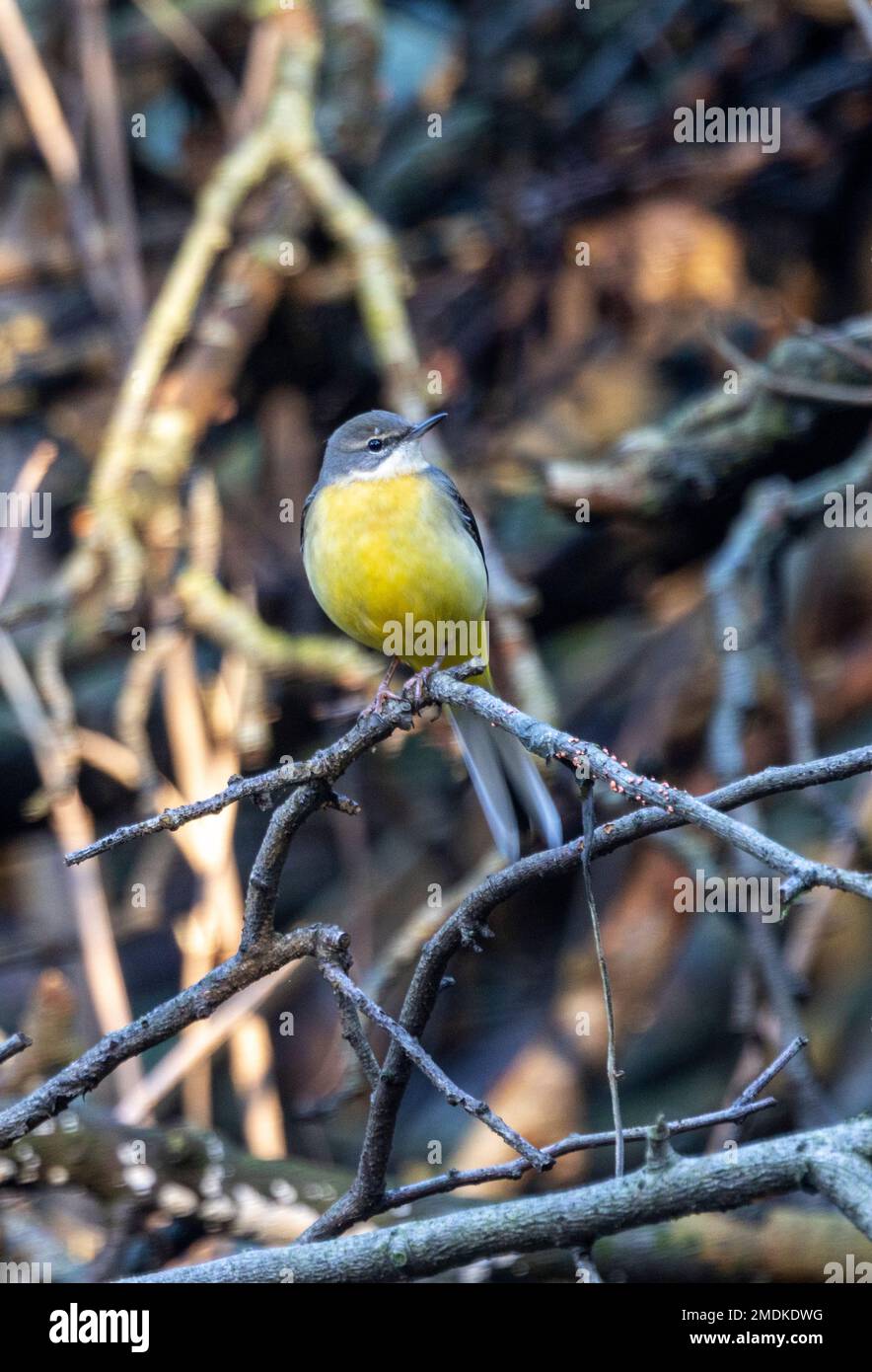 The Grey Wagtail is resident year-round in the UK, though harsh winters often cause a population decline. They are often confused with Yellow Wagtails Stock Photo