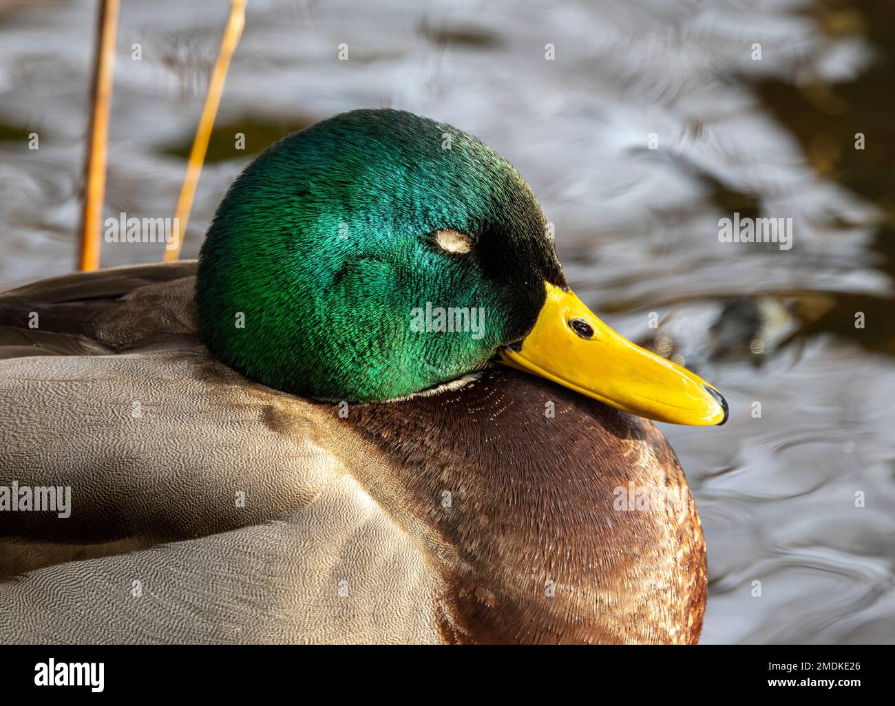 A male Mallard sleeps with one eye closed. In a behaviour known as unihemispherical sleep many birds and reptiles sleep with one eye open Stock Photo