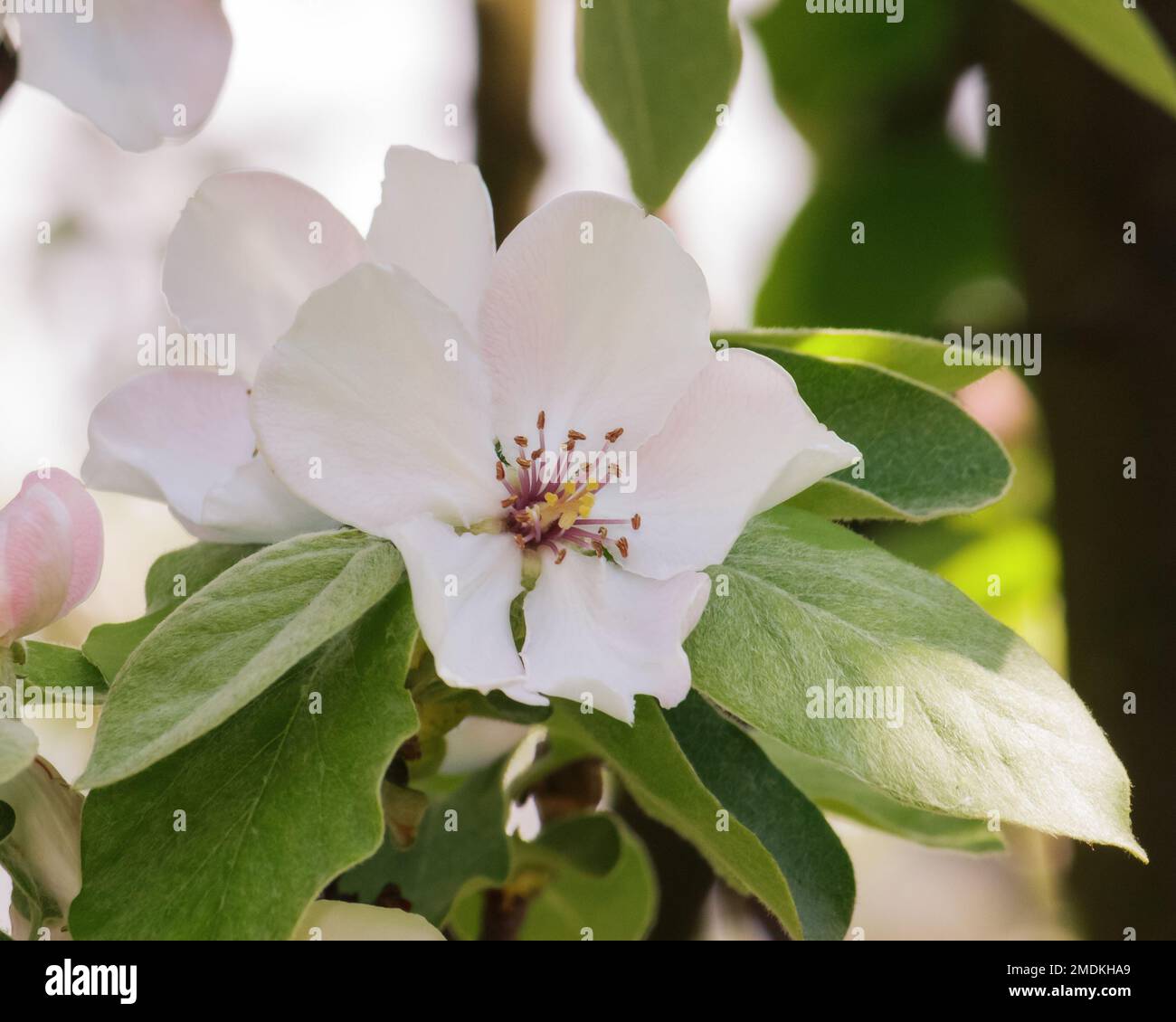 apple blossom closeup. tender flowers in morning light Stock Photo