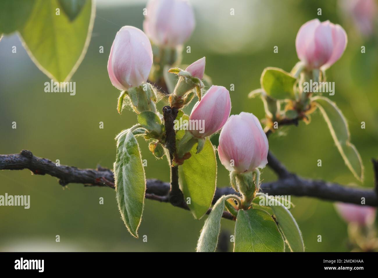 apple blossom closeup. tender flowers in morning light Stock Photo