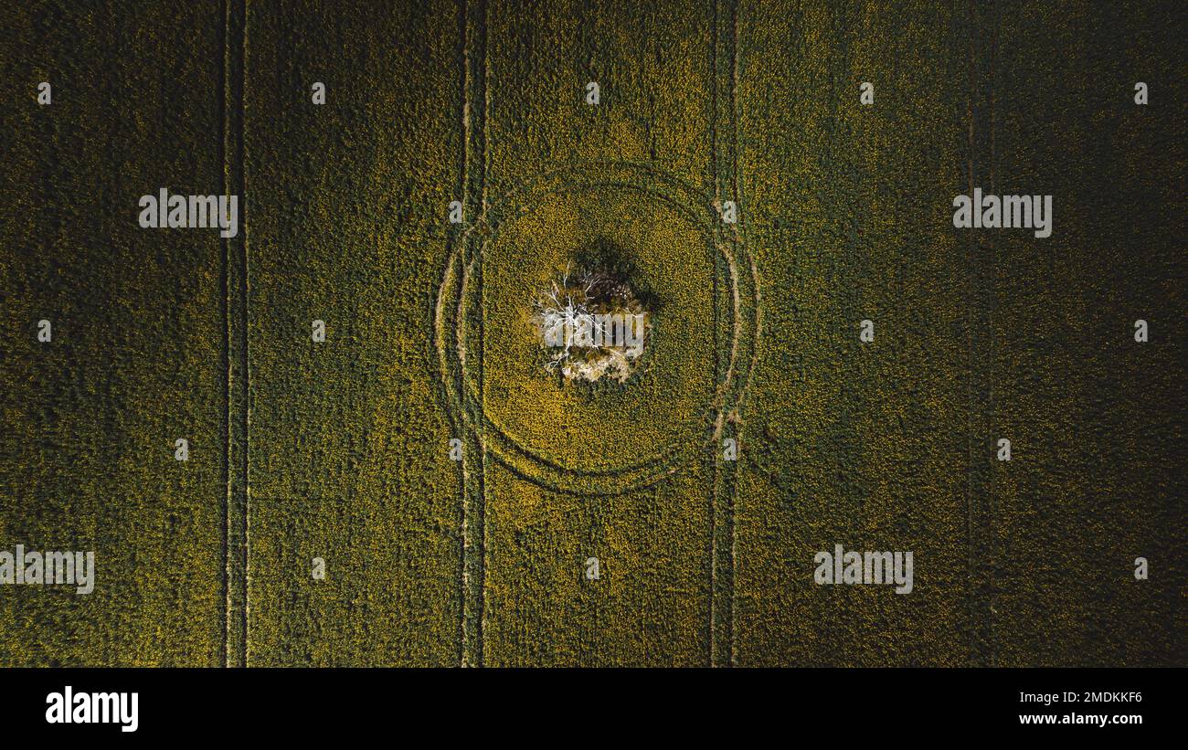 An aerial view of a green cultivated field in the farmland with circle