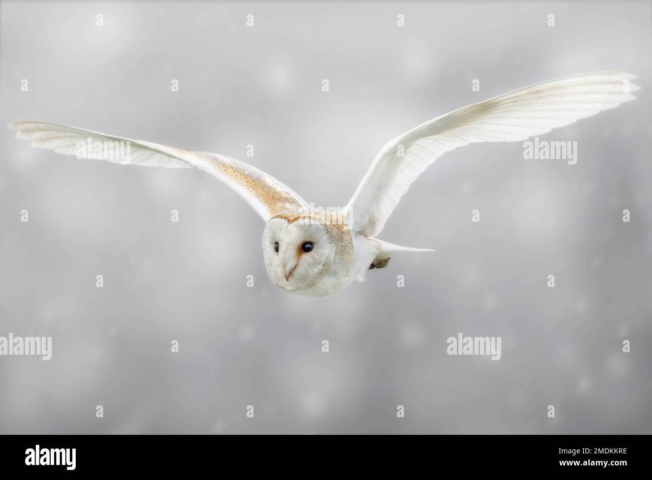 A barn owl taking flight. Yorkshire, UK: THESE STUNNING images taken on last Friday 20th January show a Yorkshire barn owl darting in and out of the f Stock Photo