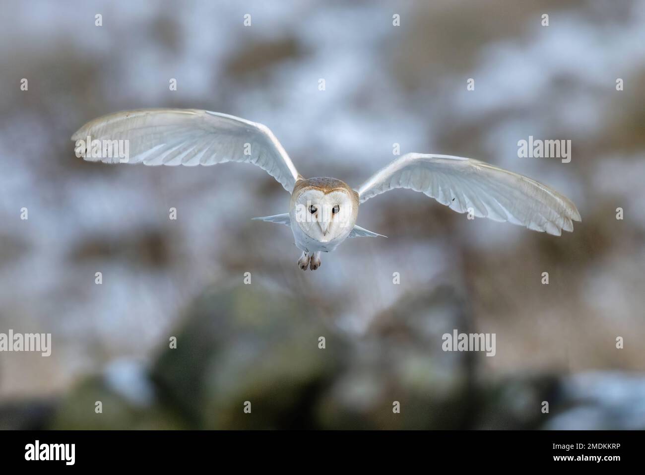A beautiful barn owl. Yorkshire, UK: THESE STUNNING images taken on last Friday 20th January show a Yorkshire barn owl darting in and out of the falli Stock Photo