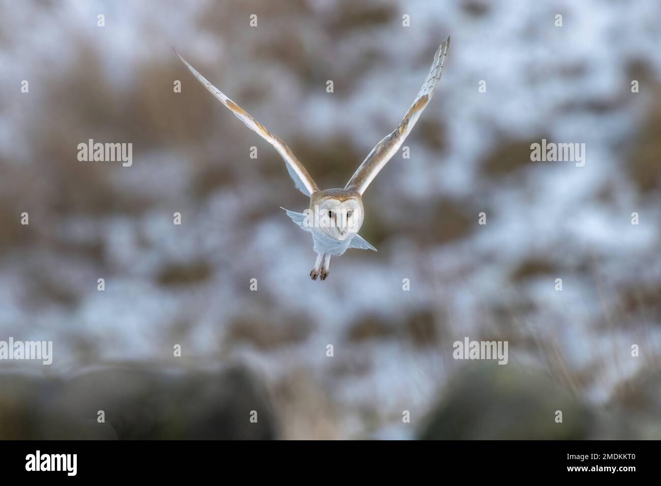 Mid-flight. Yorkshire, UK: THESE STUNNING images taken on last Friday 20th January show a Yorkshire barn owl darting in and out of the falling snow. O Stock Photo