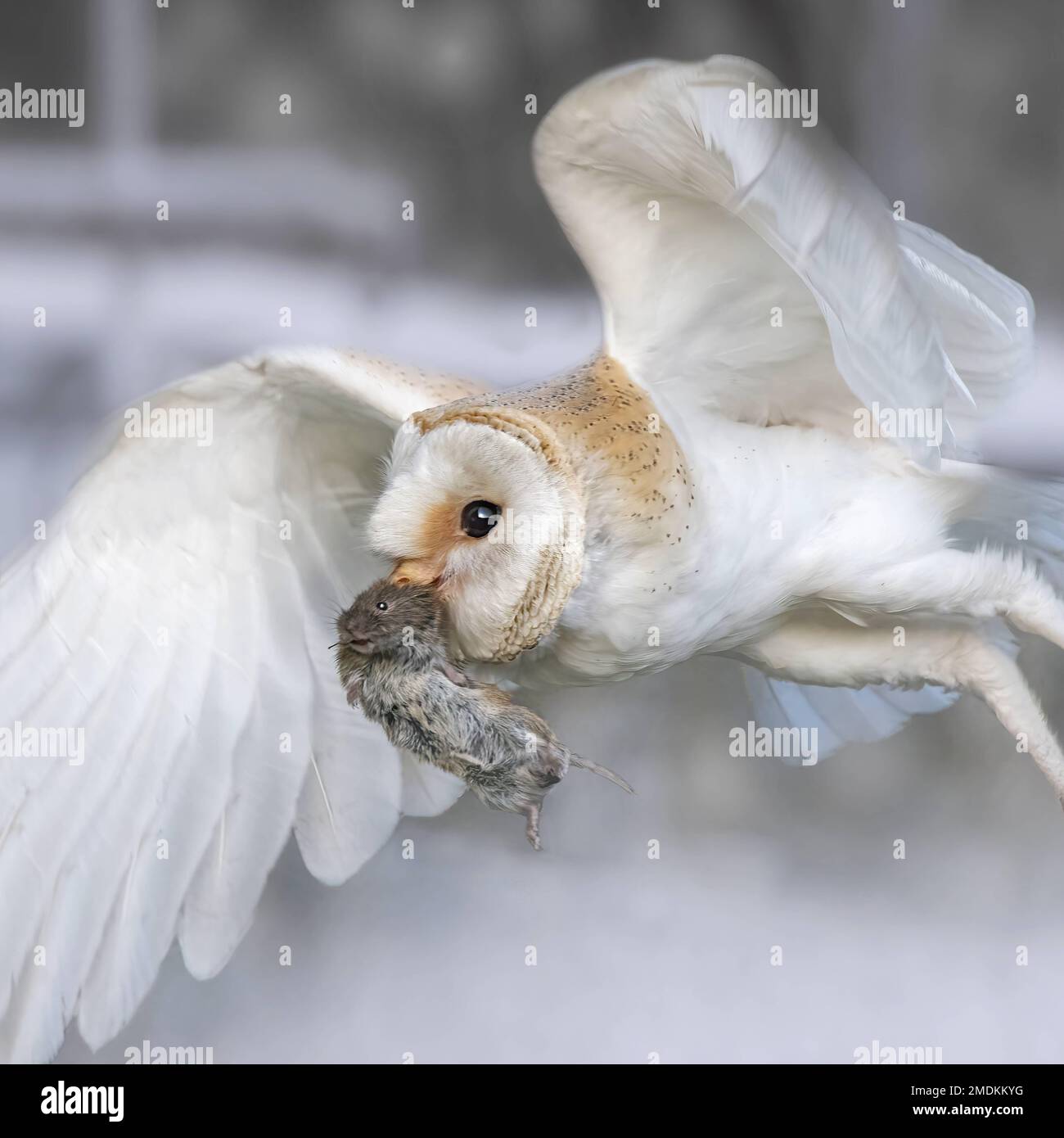 A mouse catch. Yorkshire, UK: THESE STUNNING images taken on last Friday 20th January show a Yorkshire barn owl darting in and out of the falling snow Stock Photo