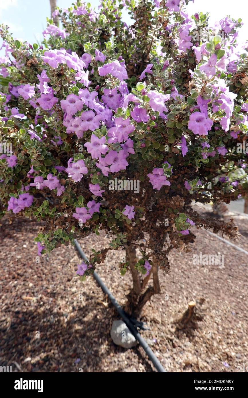 barometer bush, barometerbush (Leucophyllum spec.), ornamental shrub, Canary Islands, Fuerteventura Stock Photo