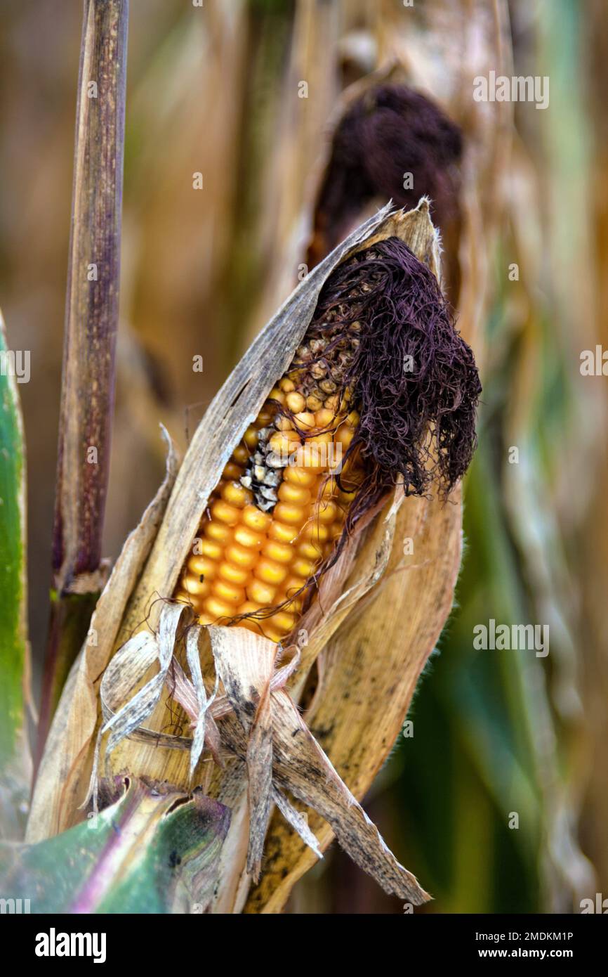 Indian corn, maize (Zea mays), mature maize cob Stock Photo