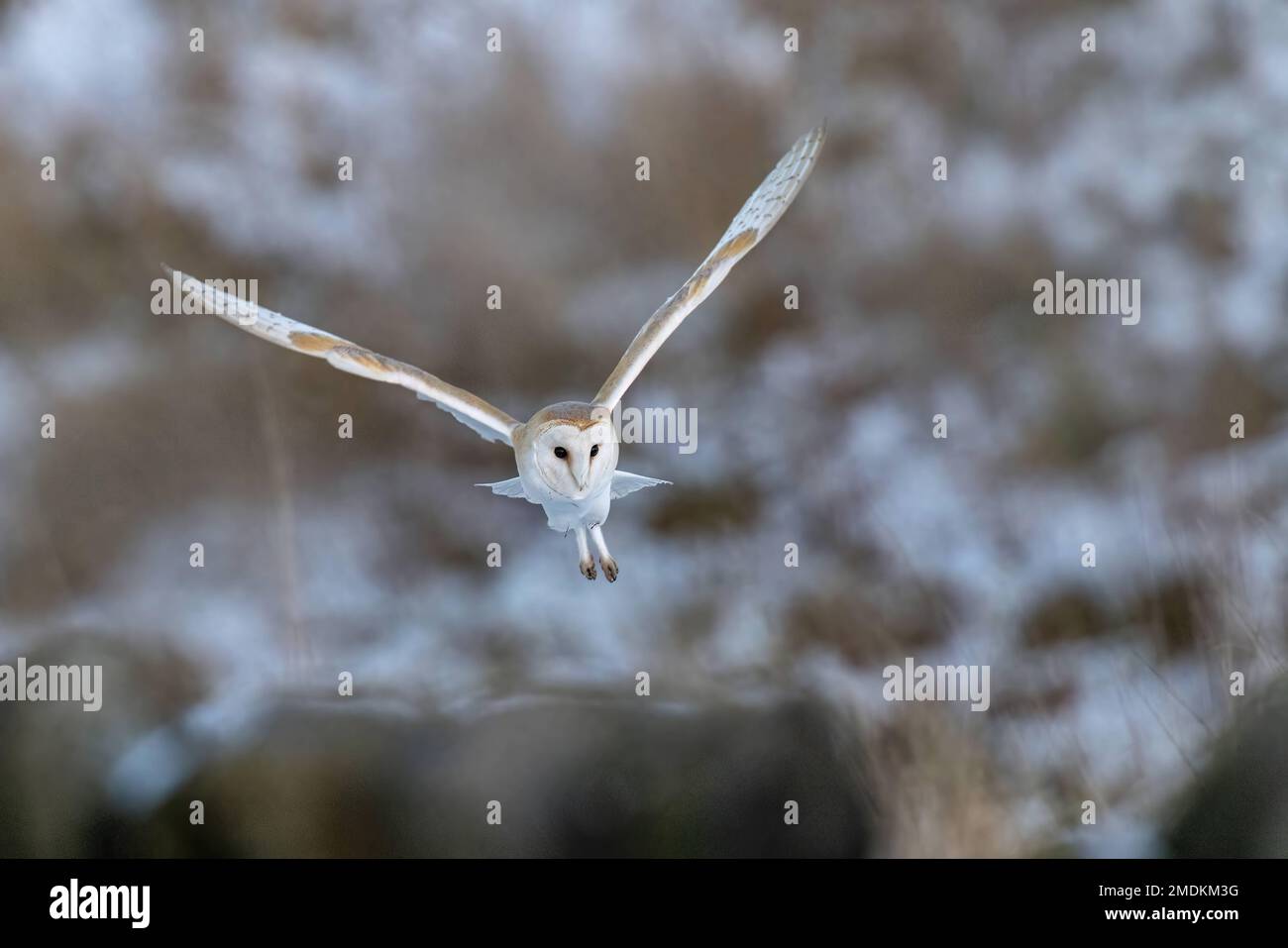 Coming in for landing. Yorkshire, UK: THESE STUNNING images taken on last Friday 20th January show a Yorkshire barn owl darting in and out of the fall Stock Photo