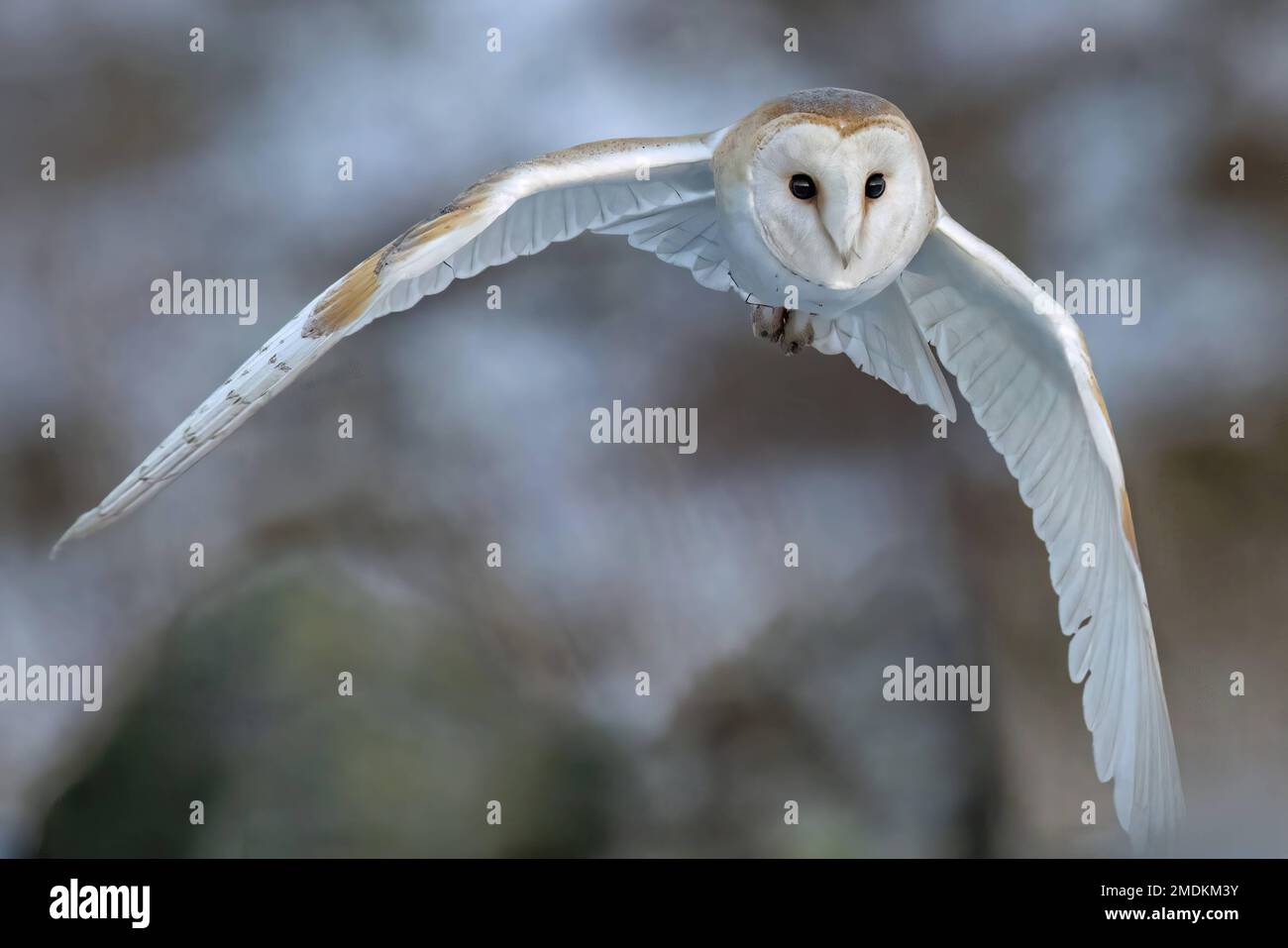 Flying away. Yorkshire, UK: THESE STUNNING images taken on last Friday 20th January show a Yorkshire barn owl darting in and out of the falling snow. Stock Photo