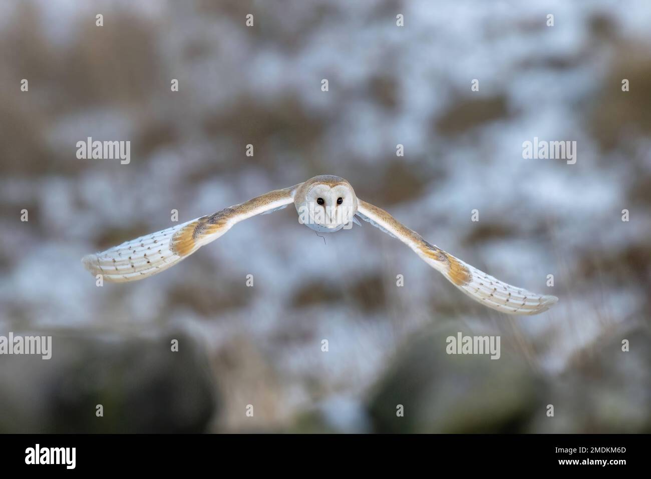 Showing off its wings. Yorkshire, UK: THESE STUNNING images taken on last Friday 20th January show a Yorkshire barn owl darting in and out of the fall Stock Photo