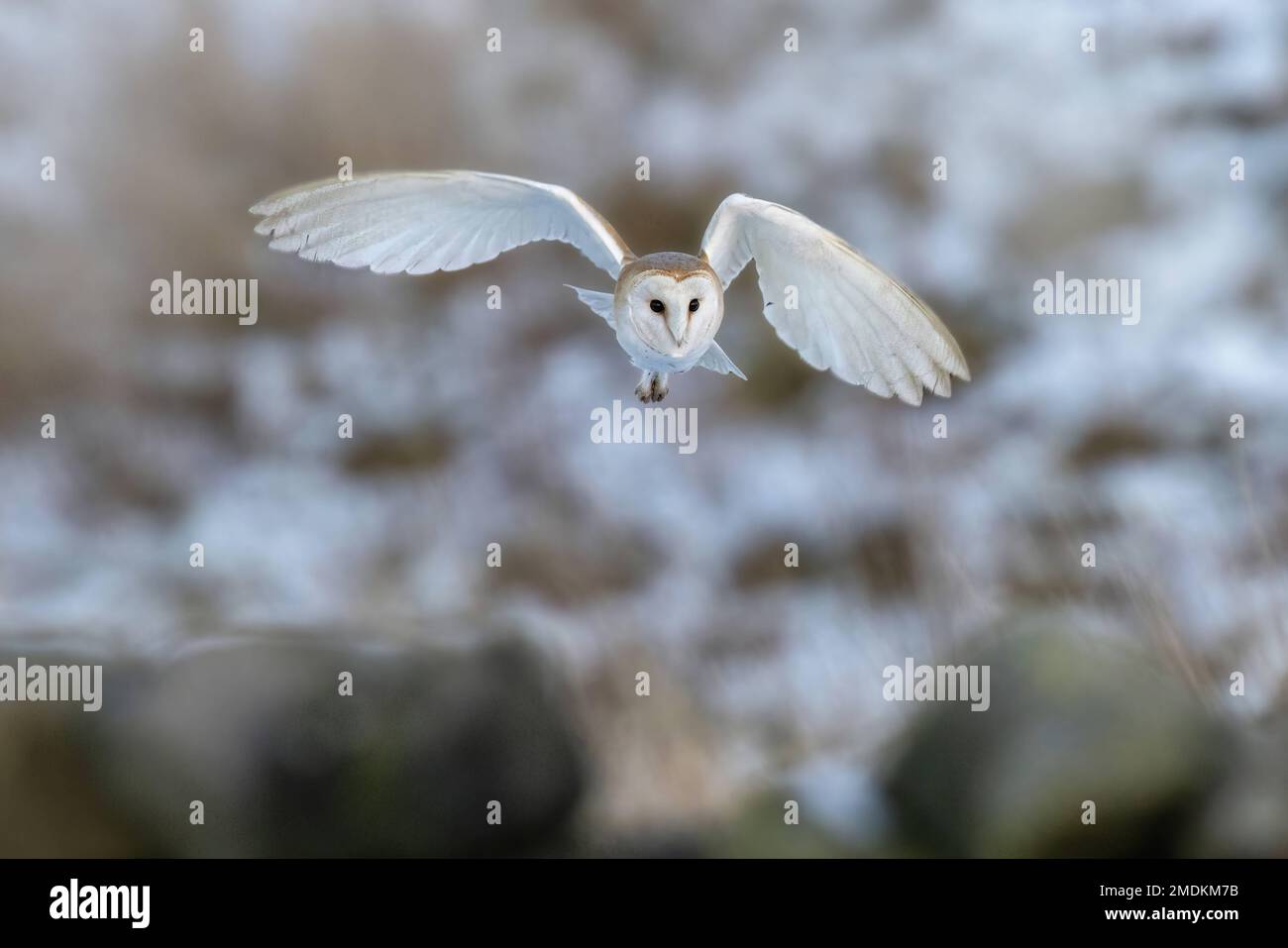 Coming in for landing. Yorkshire, UK: THESE STUNNING images taken on last Friday 20th January show a Yorkshire barn owl darting in and out of the fall Stock Photo