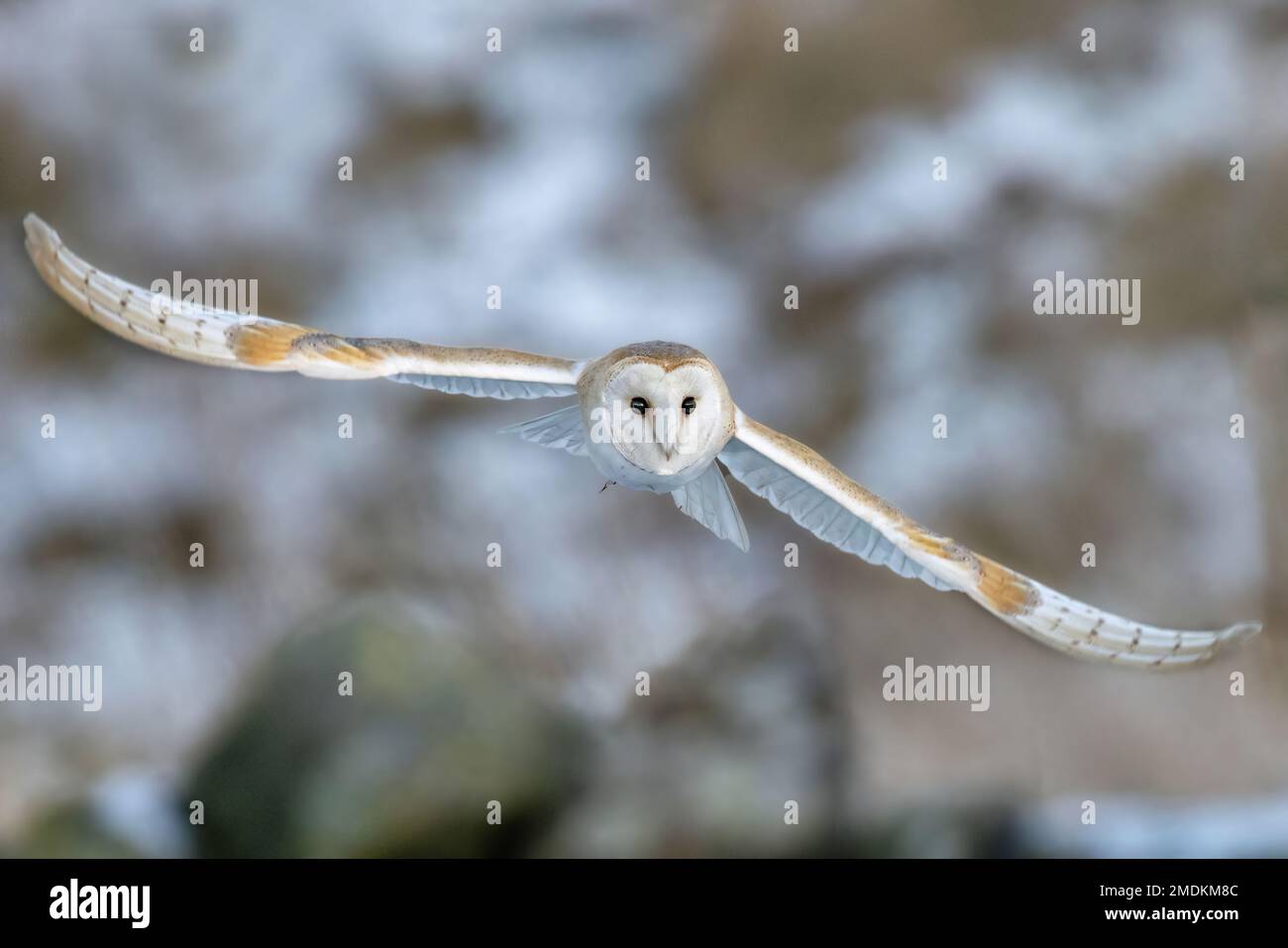 Flying away. Yorkshire, UK: THESE STUNNING images taken on last Friday 20th January show a Yorkshire barn owl darting in and out of the falling snow. Stock Photo