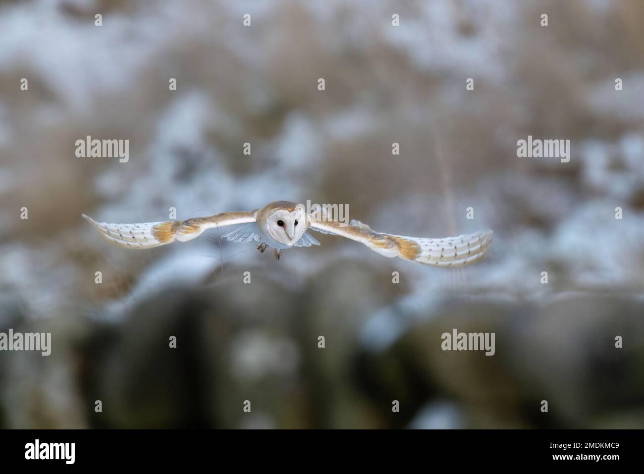 Looking for prey. Yorkshire, UK: THESE STUNNING images taken on last Friday 20th January show a Yorkshire barn owl darting in and out of the falling s Stock Photo