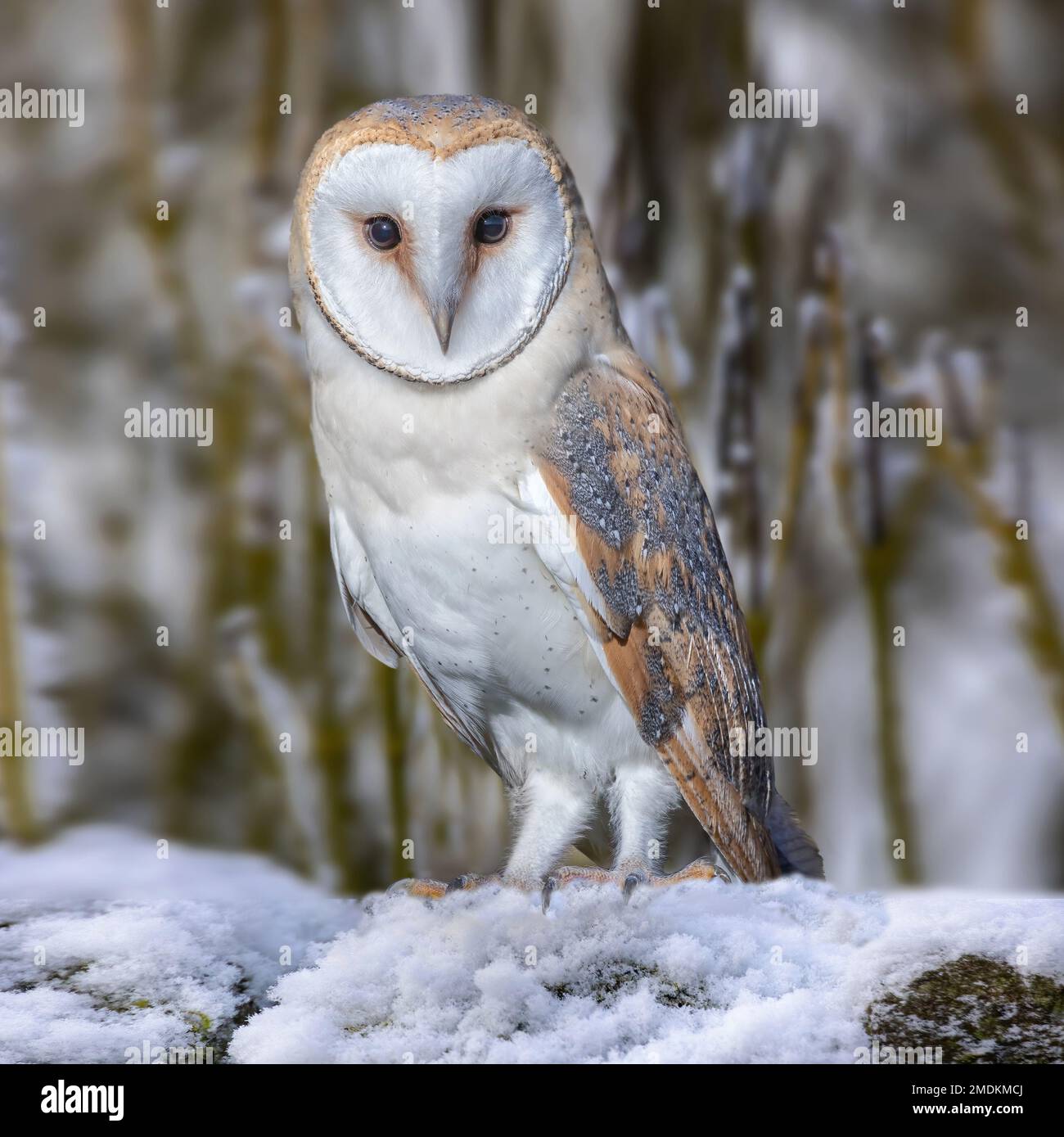 Posing for a photo. Yorkshire, UK: THESE STUNNING images taken on last Friday 20th January show a Yorkshire barn owl darting in and out of the falling Stock Photo