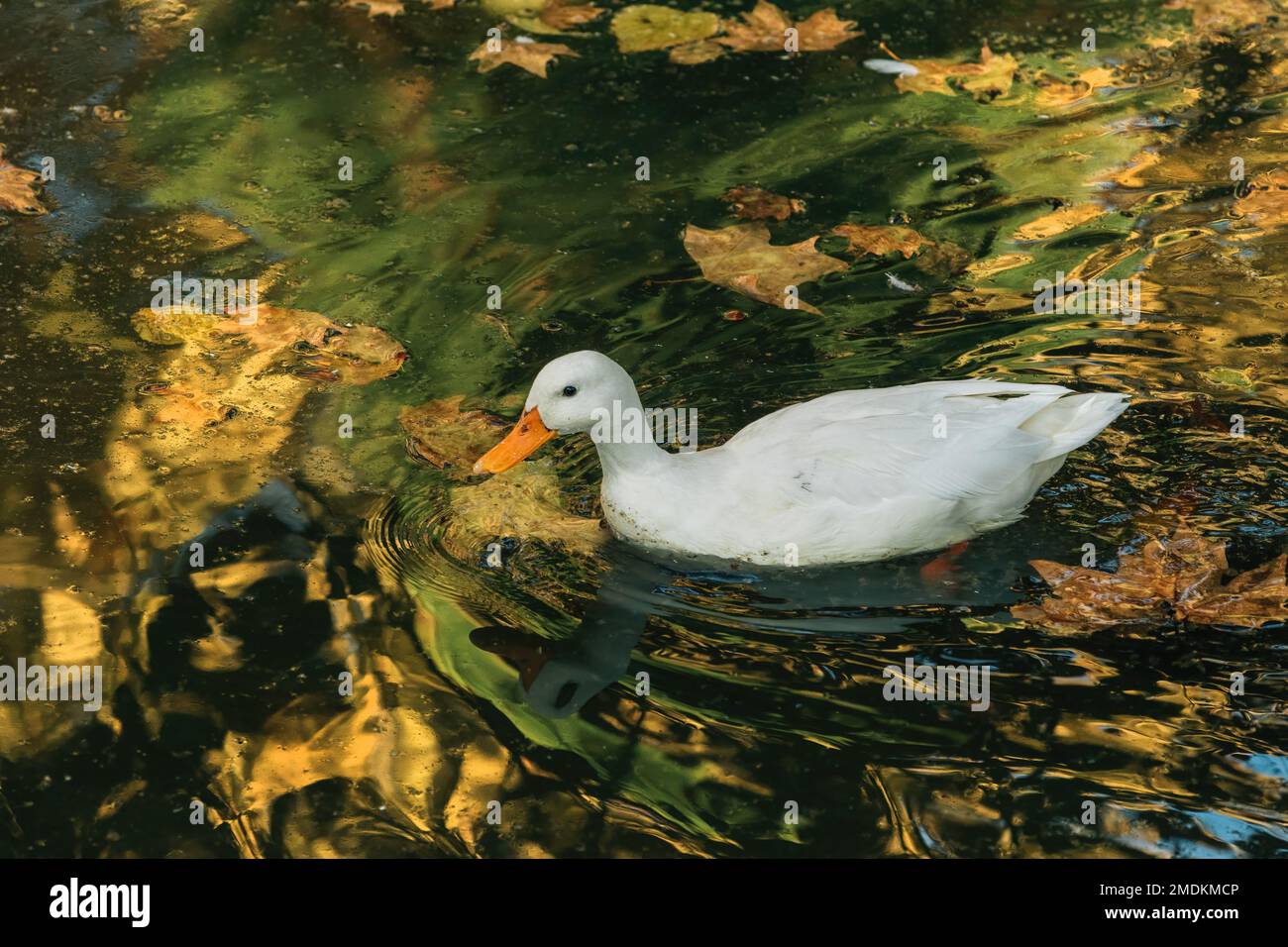 German pekin white duck swimming in a pond, selective focus Stock Photo