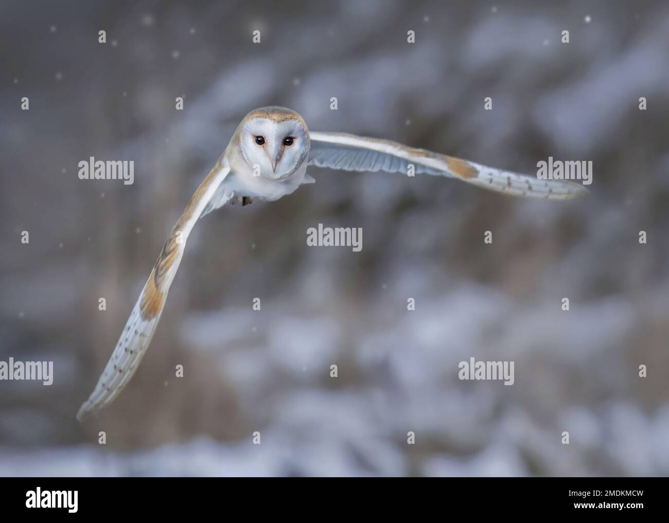Swerving through snow. Yorkshire, UK: THESE STUNNING images taken on last Friday 20th January show a Yorkshire barn owl darting in and out of the fall Stock Photo
