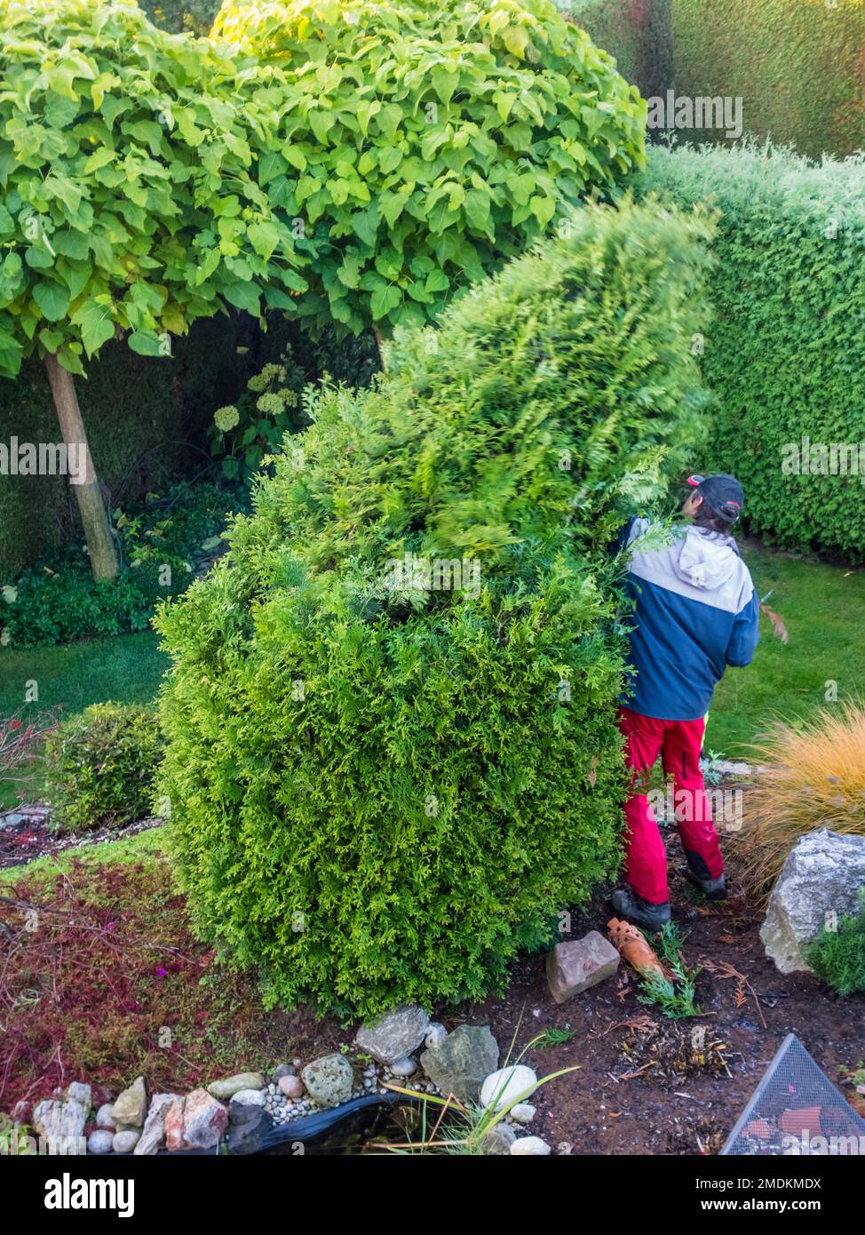 gardener fighting with a thuja bush in the garden Stock Photo