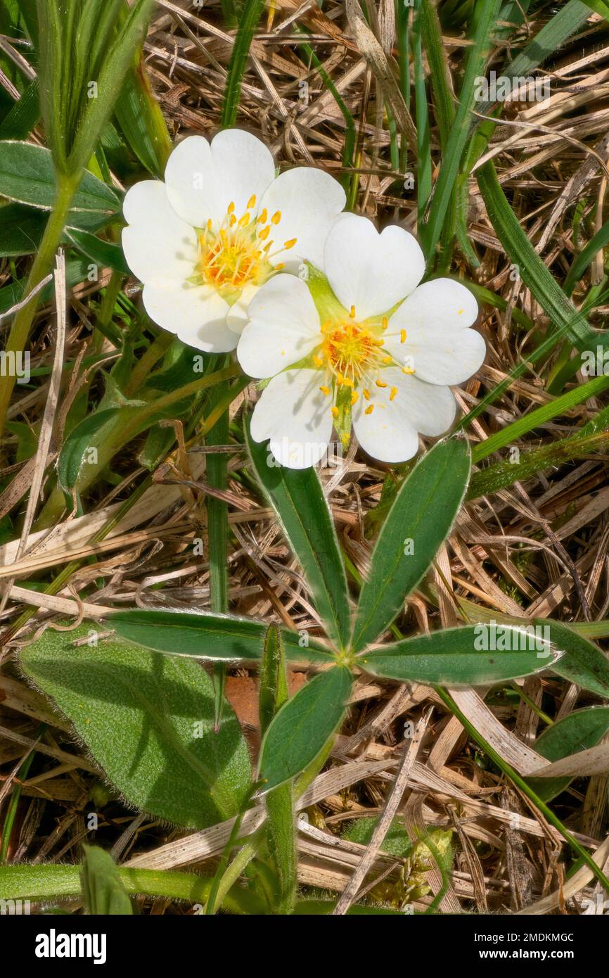 White Cinquefoil (Potentilla alba), blooming, Germany, Bavaria Stock Photo