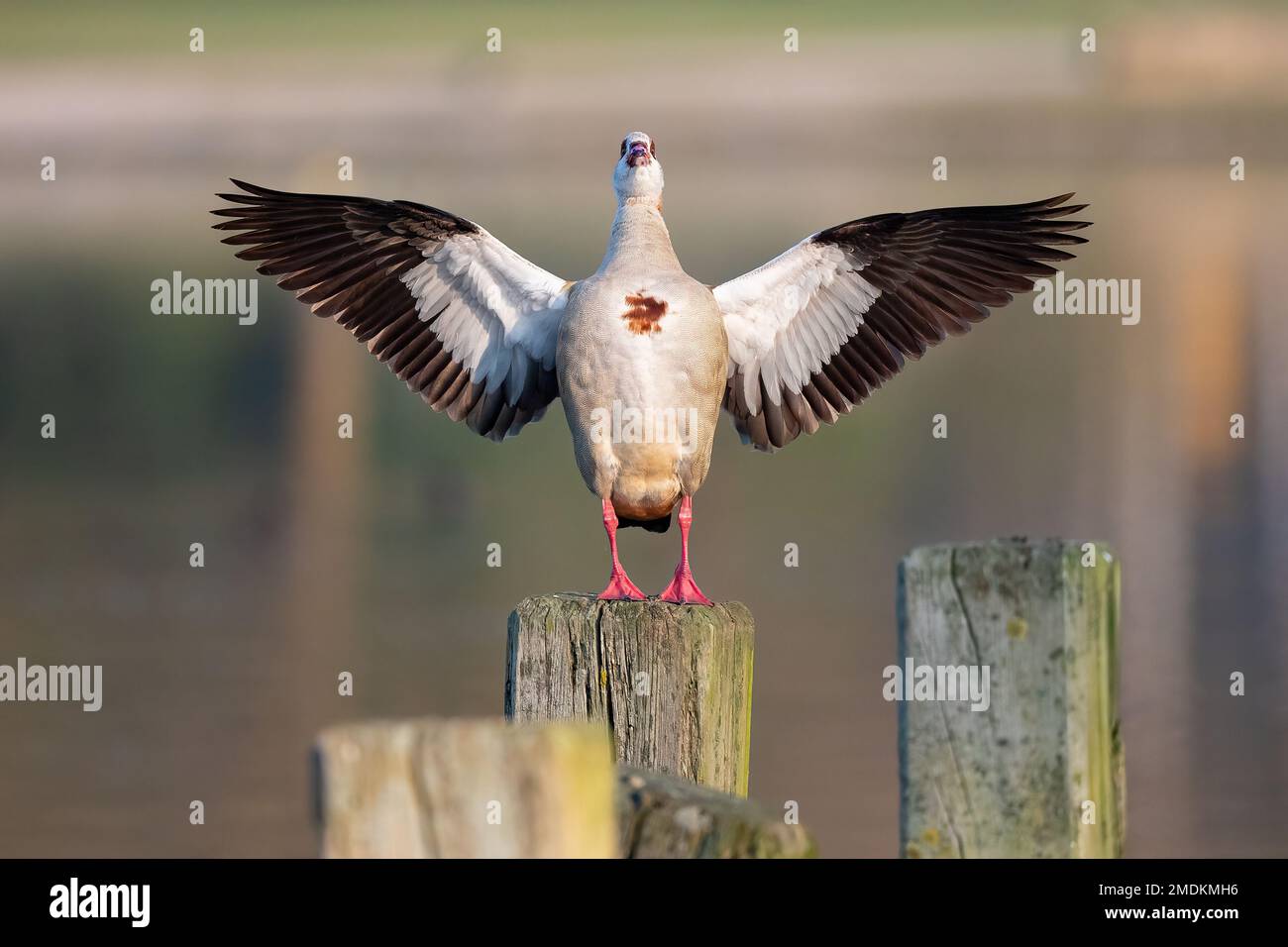 Egyptian goose (Alopochen aegyptiacus), sitting on a post in water flapping wings, Germany Stock Photo