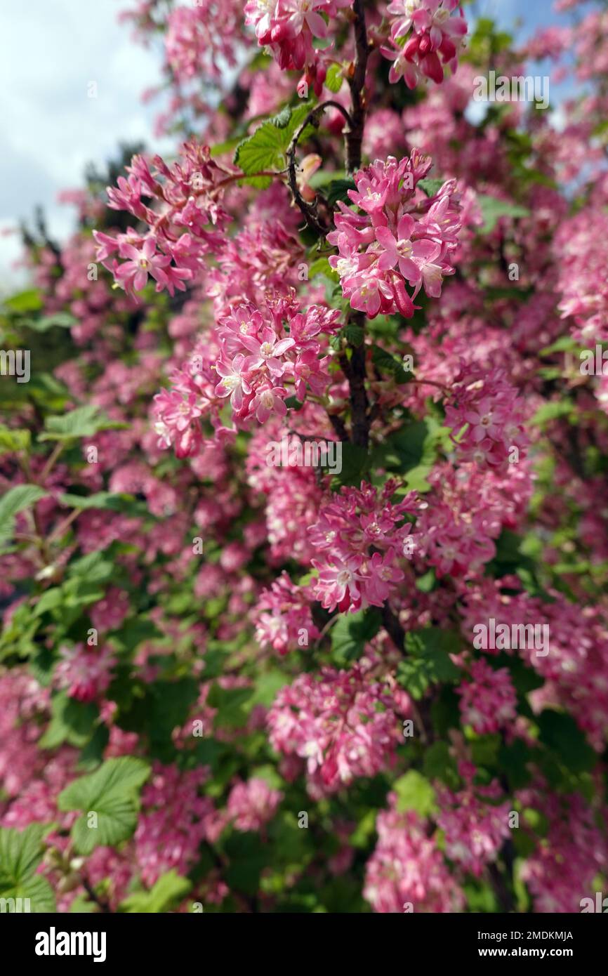 blood currant, red-flower currant, red-flowering currant (Ribes sanguineum), blooming in a garden, Germany Stock Photo