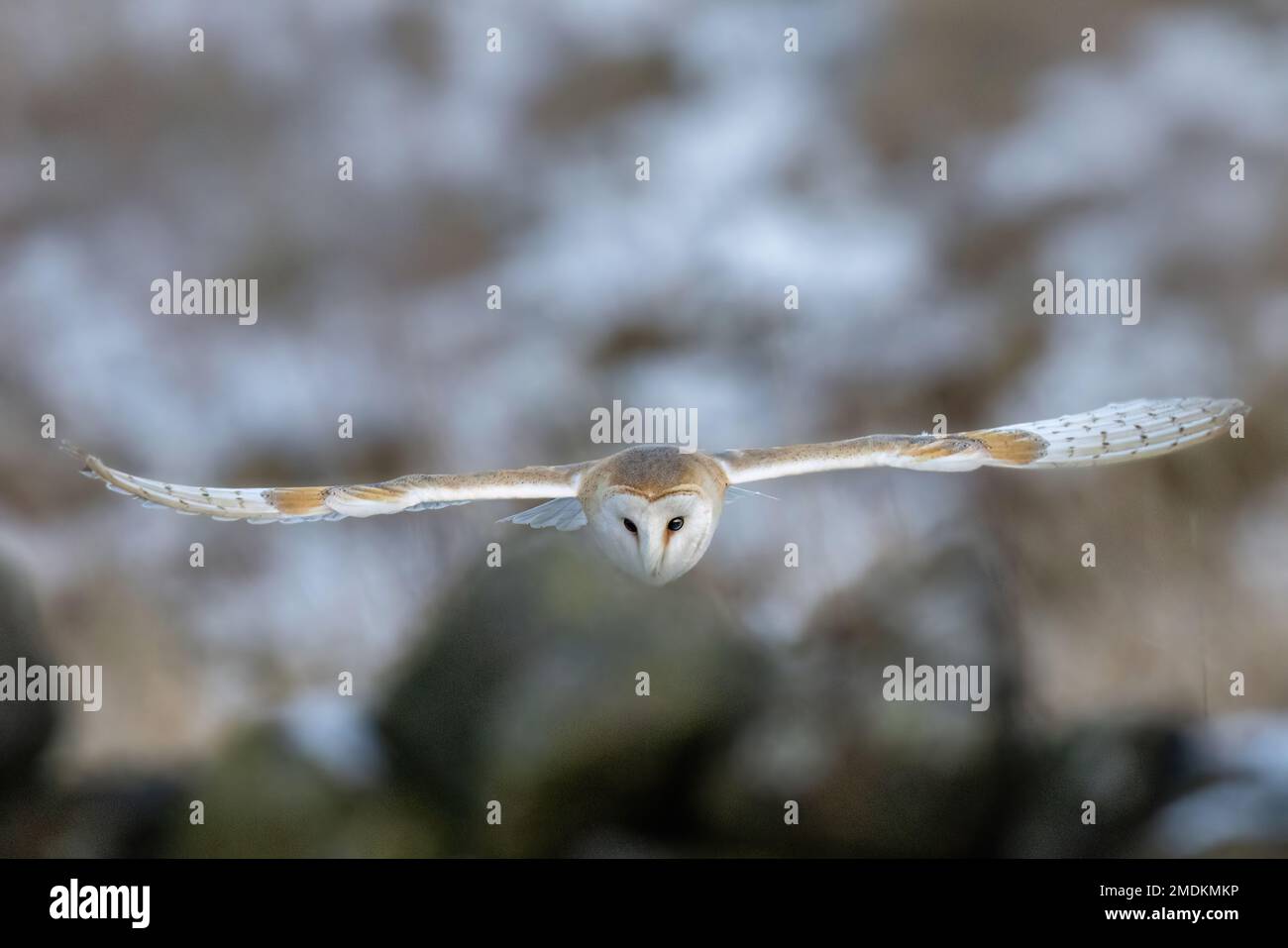 Looking for prey. Yorkshire, UK: THESE STUNNING images taken on last Friday 20th January show a Yorkshire barn owl darting in and out of the falling s Stock Photo