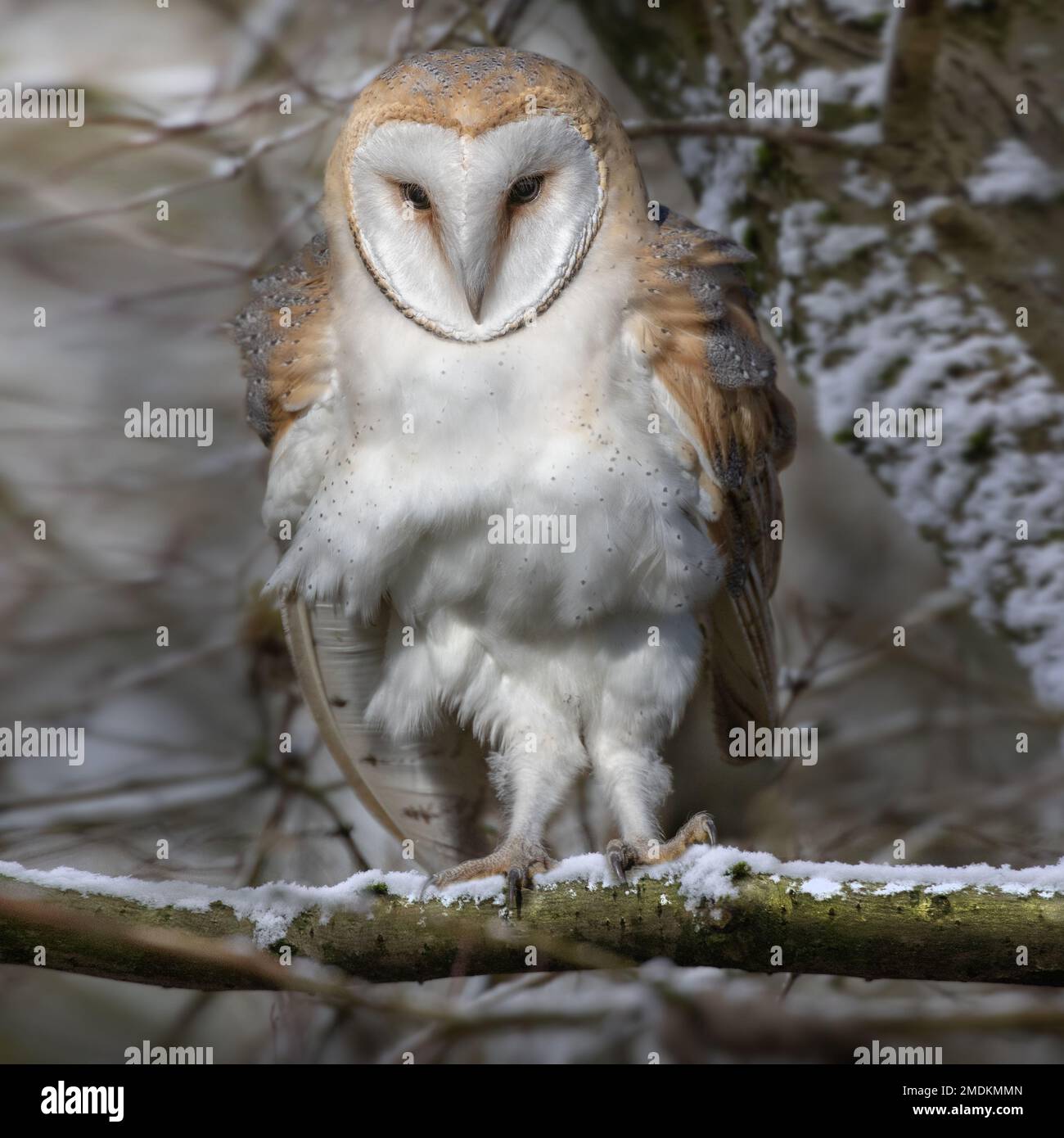 A fluffy owl. Yorkshire, UK: THESE STUNNING images taken on last Friday 20th January show a Yorkshire barn owl darting in and out of the falling snow. Stock Photo