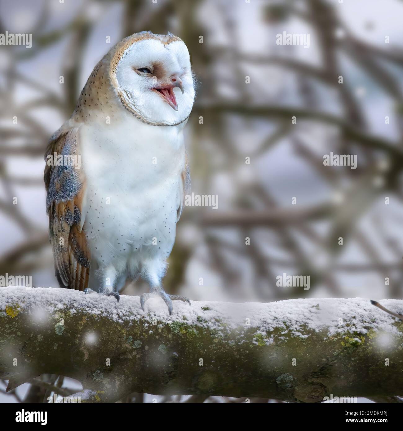 Laughing owl. Yorkshire, UK: THESE STUNNING images taken on last Friday 20th January show a Yorkshire barn owl darting in and out of the falling snow. Stock Photo